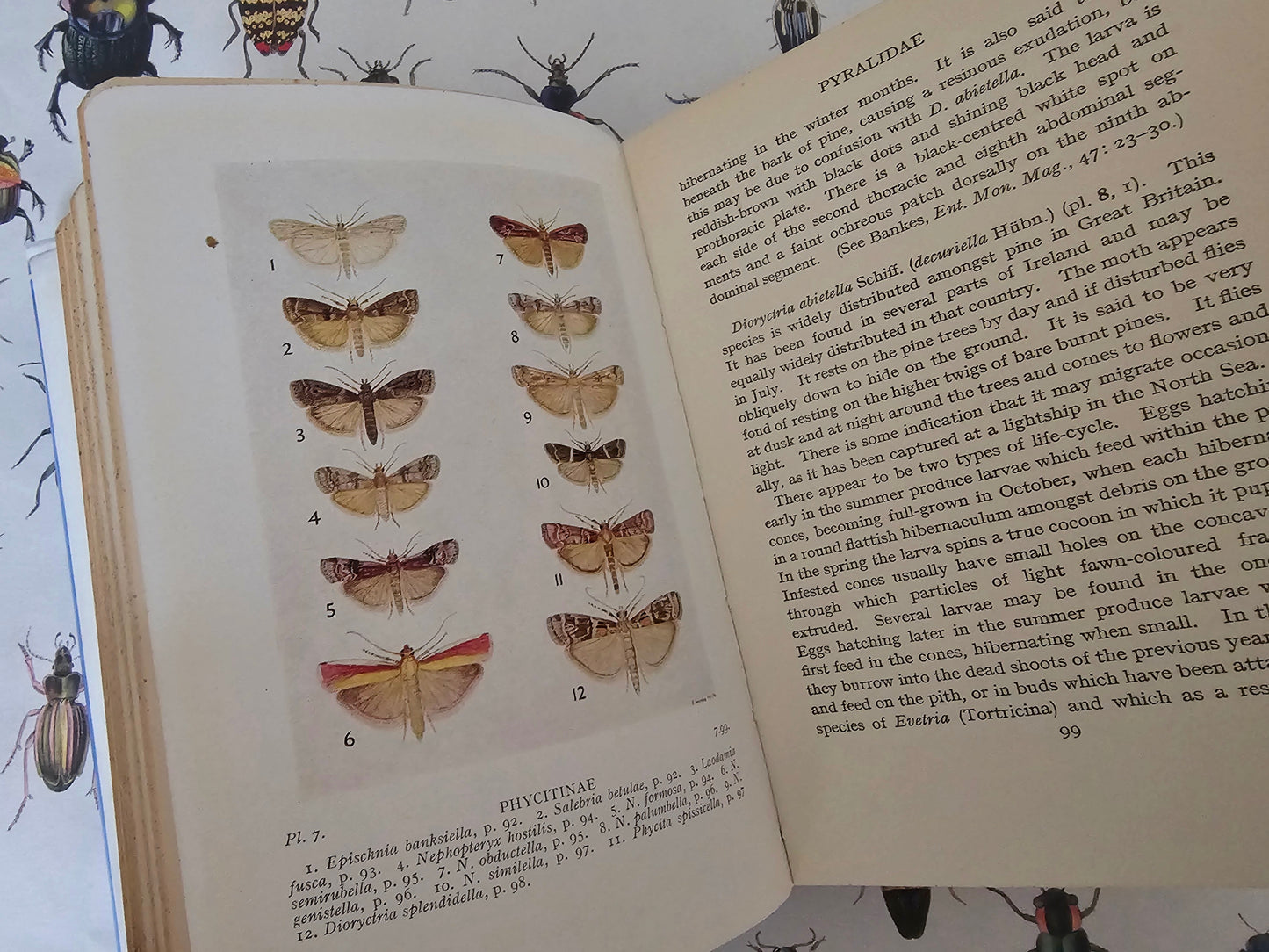 1954 British Pyralid and Plume Moths by Bryan Beirne / 405 Illustrations and Diagrams - 216 in Colour / Warne & Co., London / Dust Wrapper