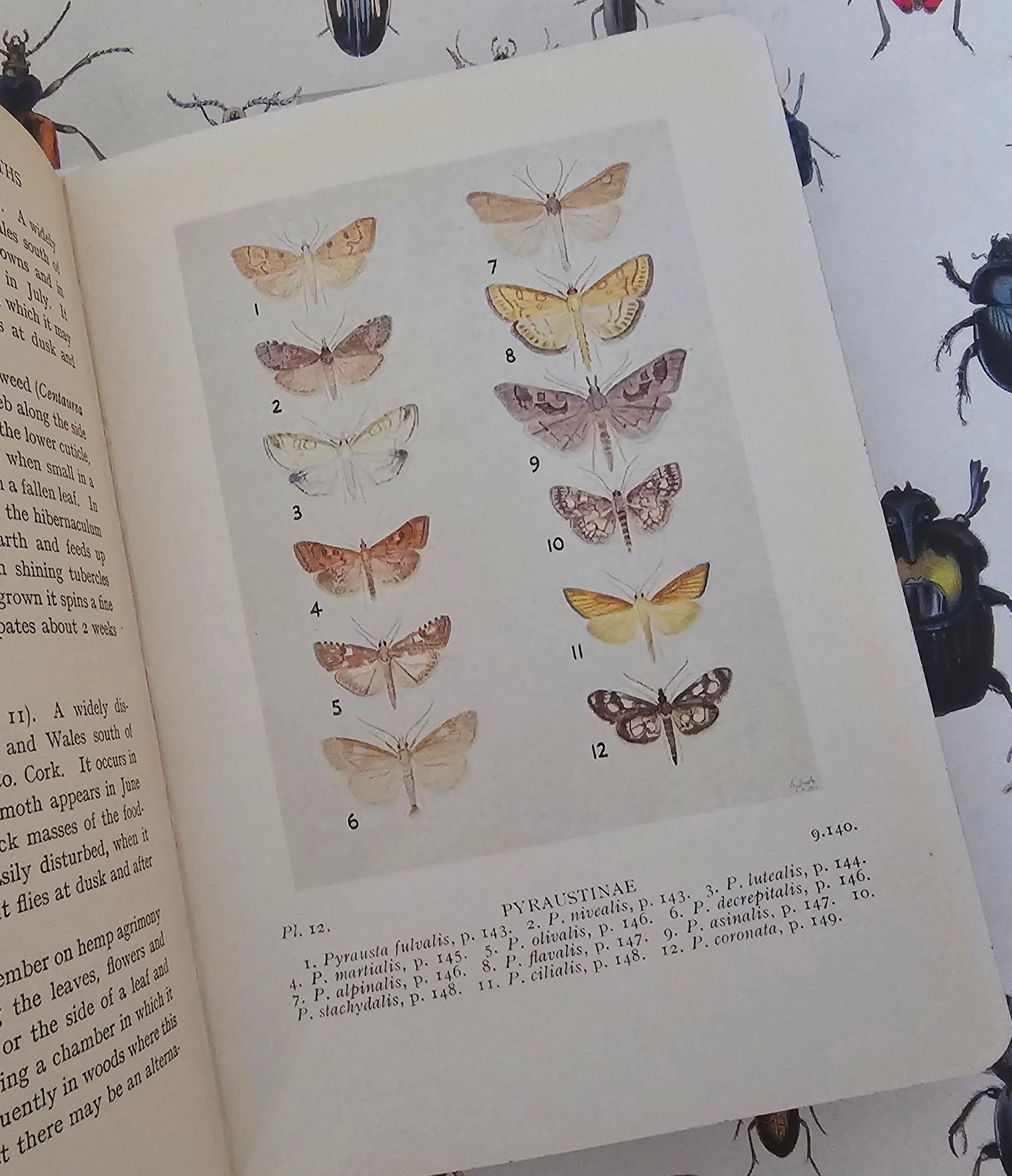 1954 British Pyralid and Plume Moths by Bryan Beirne / 405 Illustrations and Diagrams - 216 in Colour / Warne & Co., London / Dust Wrapper