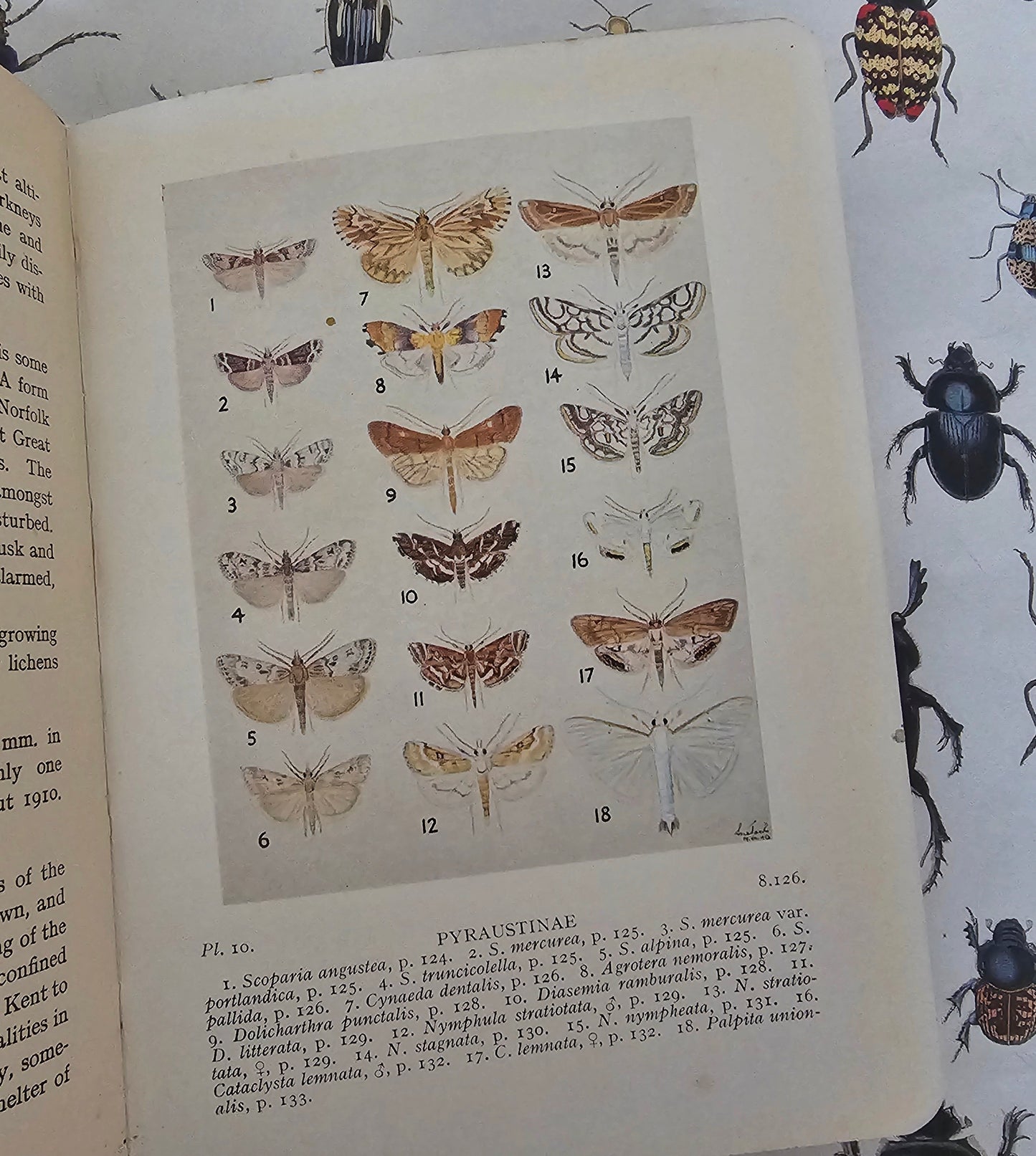 1954 British Pyralid and Plume Moths by Bryan Beirne / 405 Illustrations and Diagrams - 216 in Colour / Warne & Co., London / Dust Wrapper