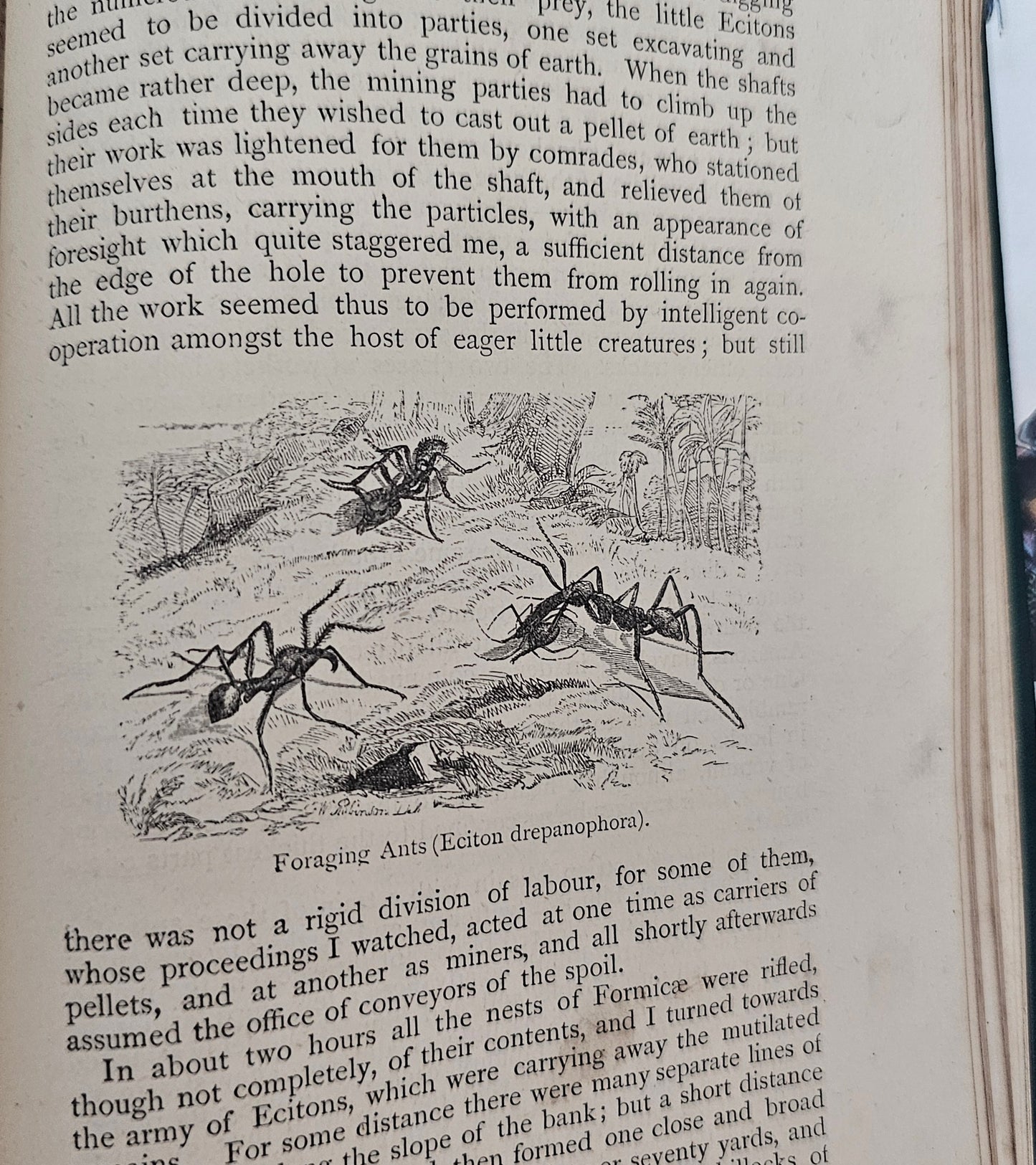 1879 The Naturalist on the River Amazons by Henry Walter Bates / John Murray, London / Richly Illustrated / Antique Natural History Book