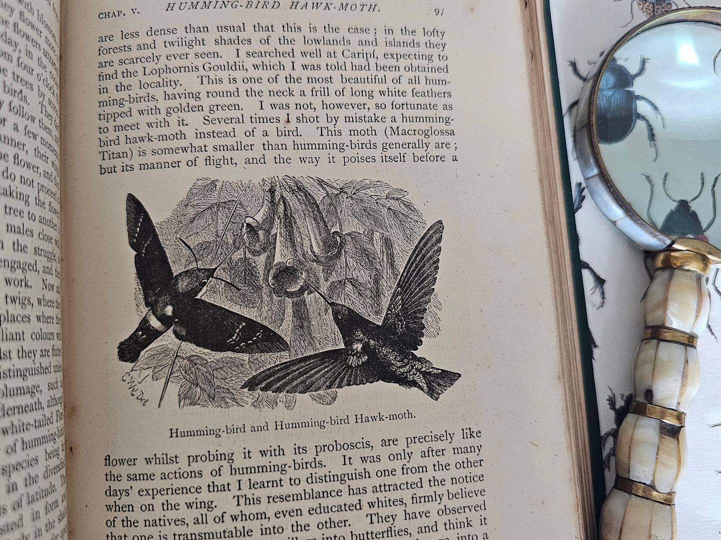 1879 The Naturalist on the River Amazons by Henry Walter Bates / John Murray, London / Richly Illustrated / Antique Natural History Book