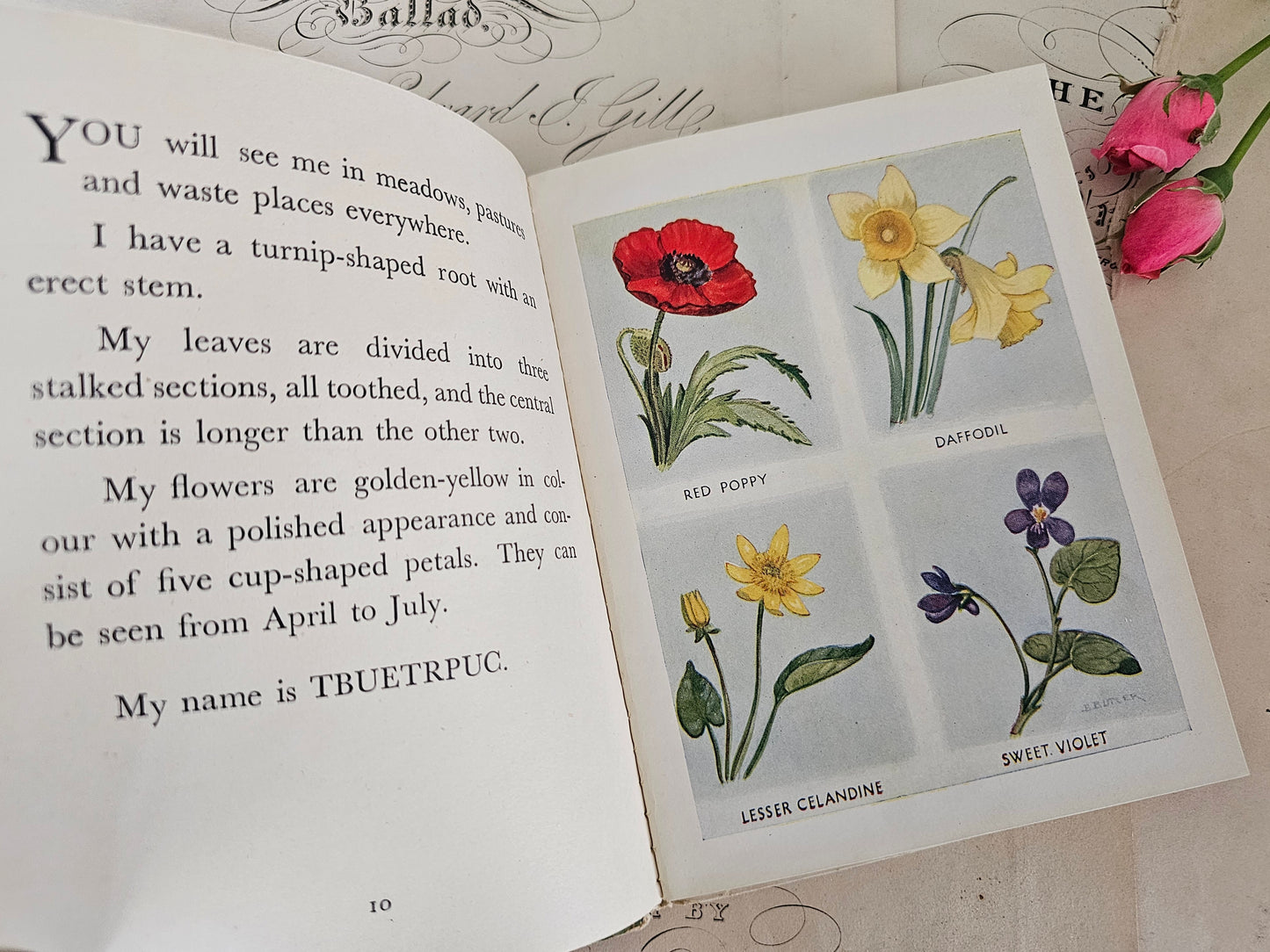 1949 The Puzzle Book of Wild Flowers by Patricia Baines / F Warne & Co., London / Charming Vintage Book With Colour Plates / Good Condition