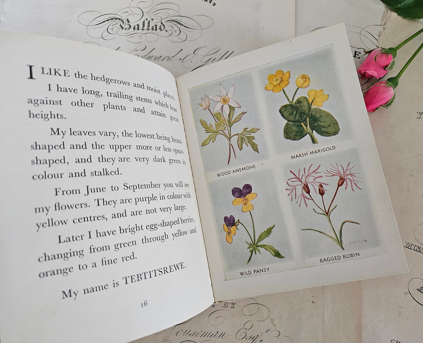 1949 The Puzzle Book of Wild Flowers by Patricia Baines / F Warne & Co., London / Charming Vintage Book With Colour Plates / Good Condition