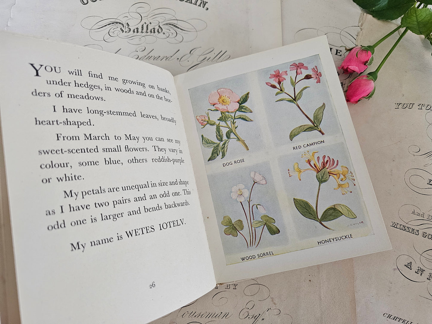 1949 The Puzzle Book of Wild Flowers by Patricia Baines / F Warne & Co., London / Charming Vintage Book With Colour Plates / Good Condition