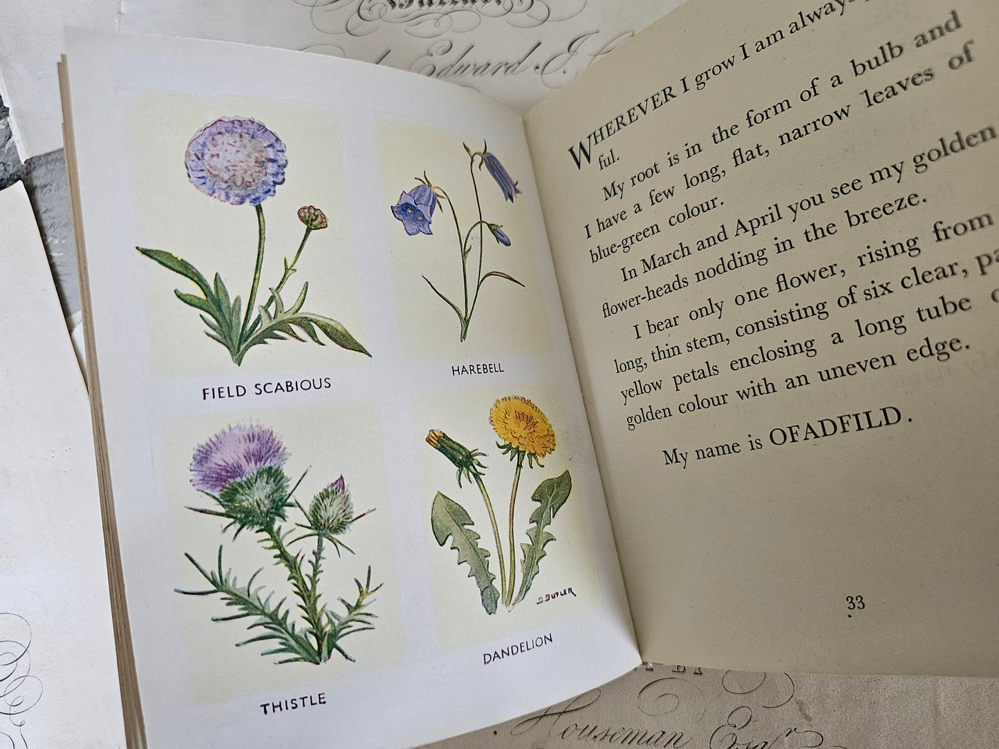 1949 The Puzzle Book of Wild Flowers by Patricia Baines / F Warne & Co., London / Charming Vintage Book With Colour Plates / Good Condition