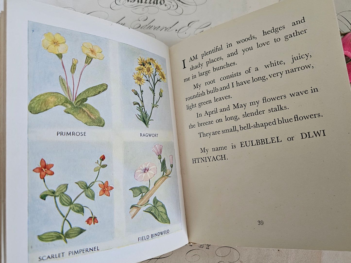 1949 The Puzzle Book of Wild Flowers by Patricia Baines / F Warne & Co., London / Charming Vintage Book With Colour Plates / Good Condition