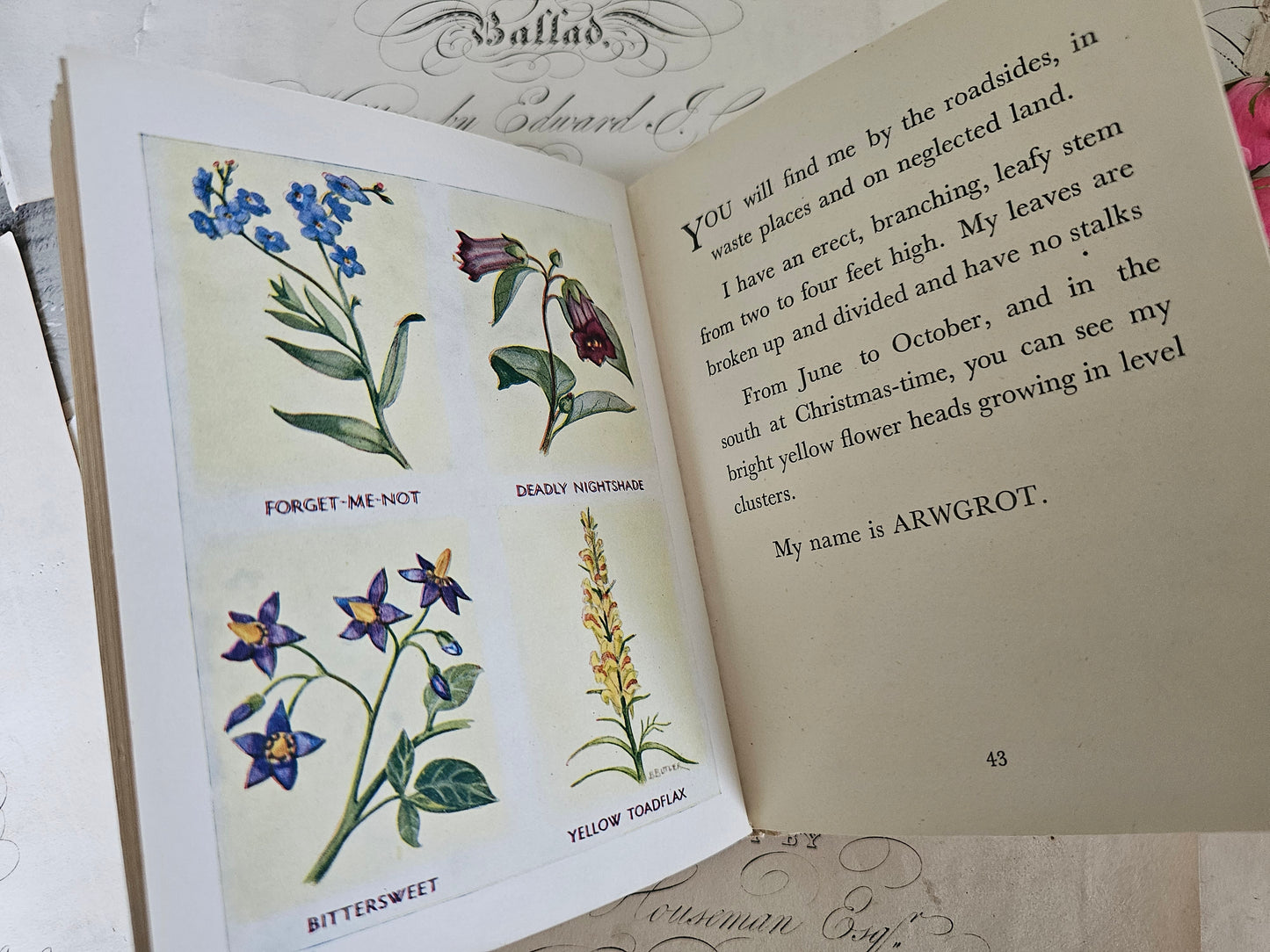 1949 The Puzzle Book of Wild Flowers by Patricia Baines / F Warne & Co., London / Charming Vintage Book With Colour Plates / Good Condition