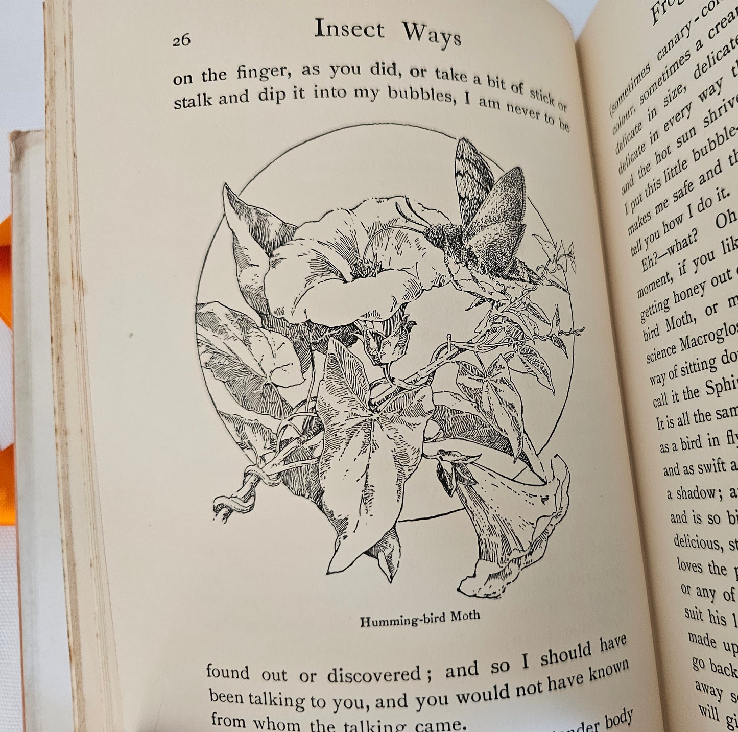 1940s Insect Ways and Summer Days by Jennett Humphreys / Blackie and Son Ltd, London / Richly Illustrated Vintage Book / Dust Wrapper