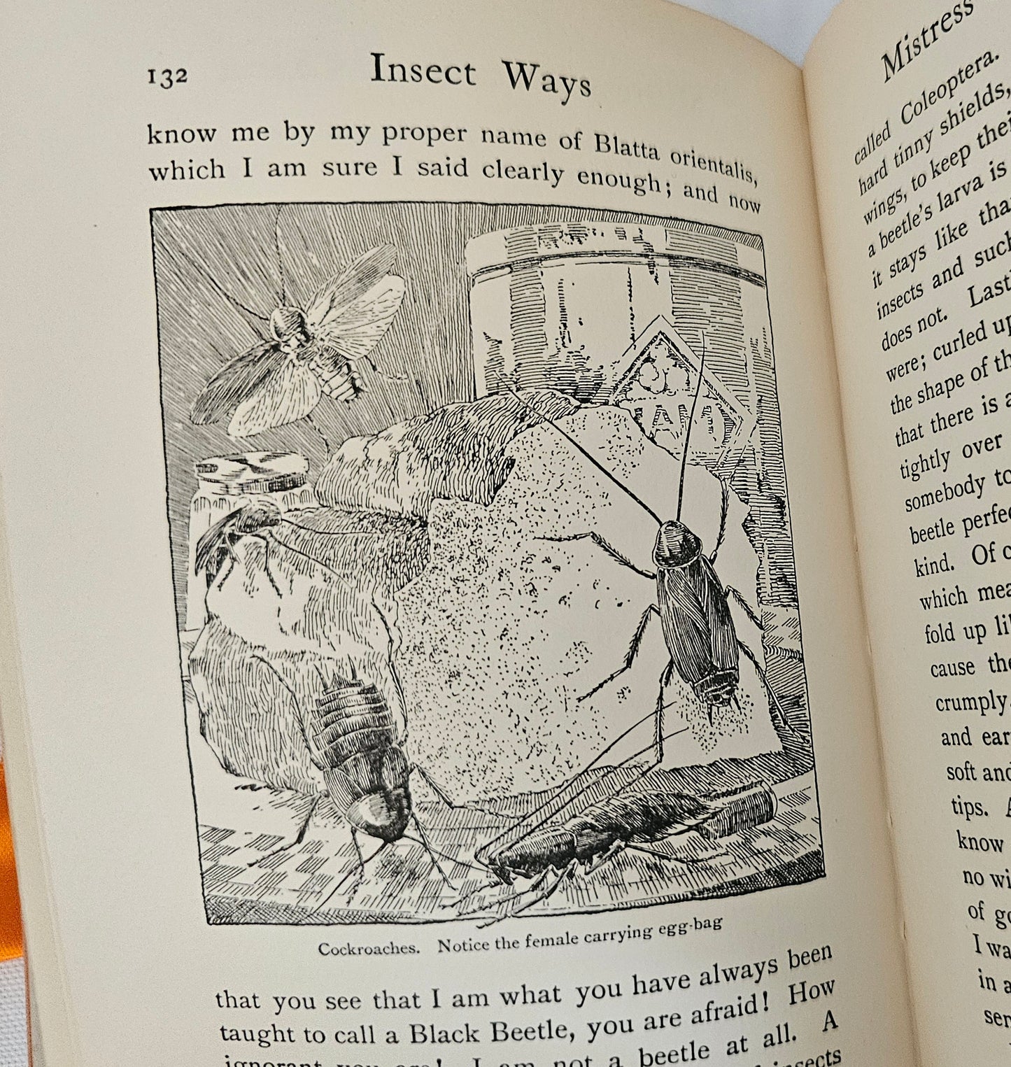 1940s Insect Ways and Summer Days by Jennett Humphreys / Blackie and Son Ltd, London / Richly Illustrated Vintage Book / Dust Wrapper