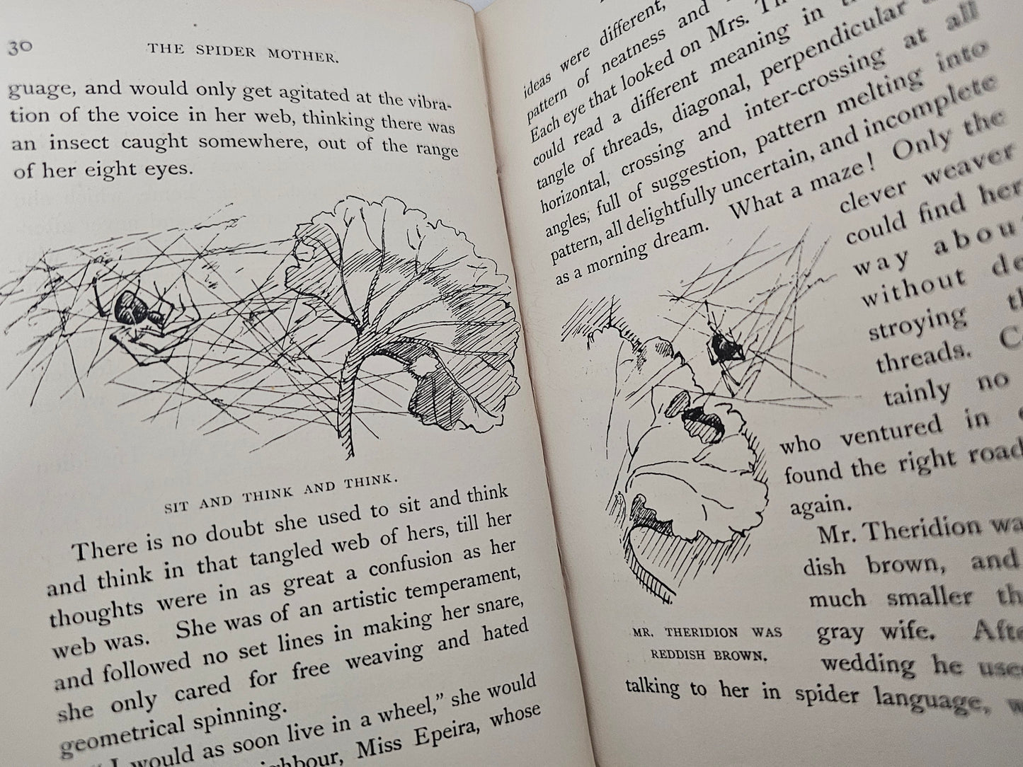 1898 Spiderland by Rose Haig Thomas / Five Colour Plates Plus Many Drawings / Charming Stories For Children Based on Insects and Flowers