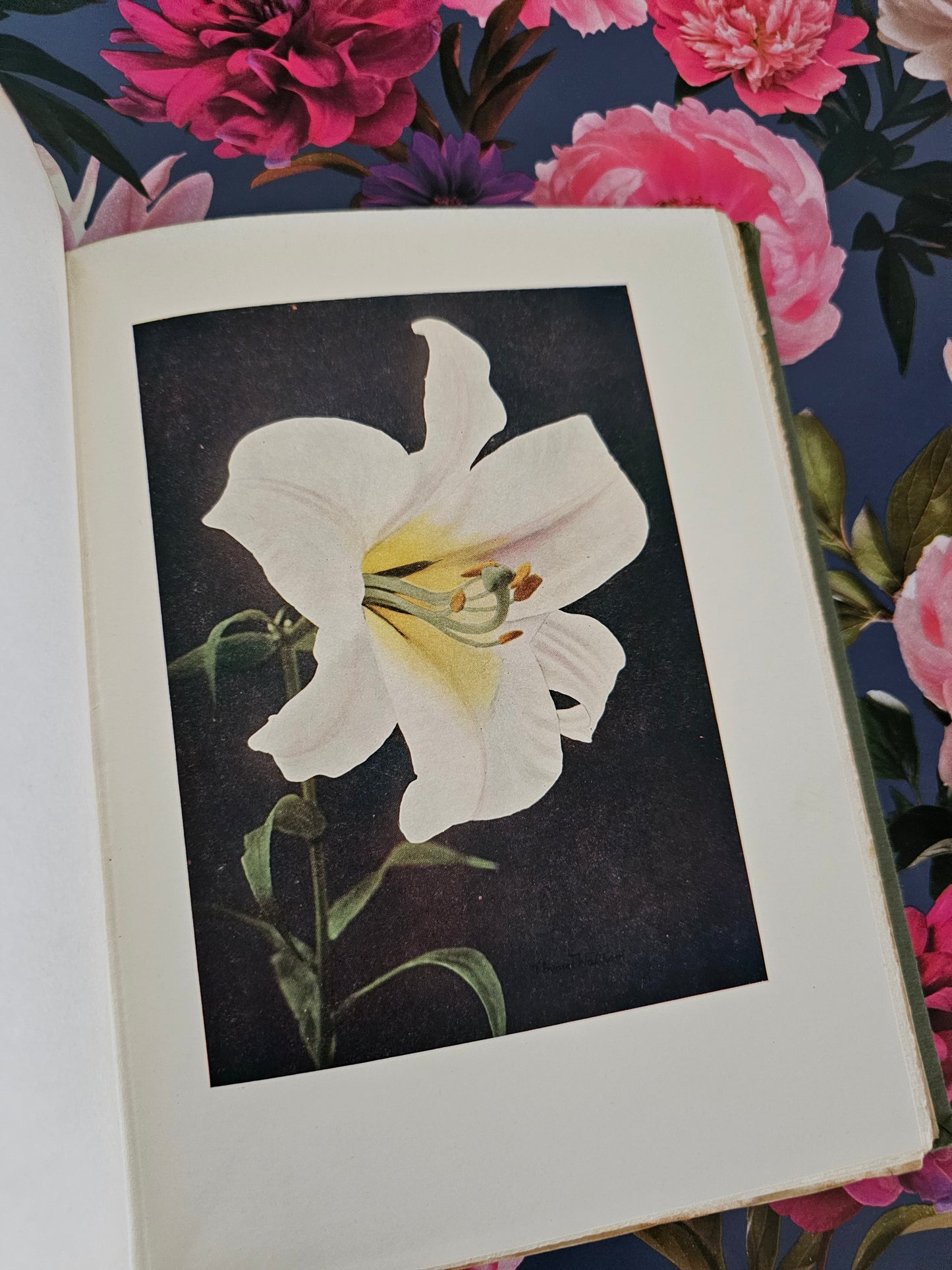 1910s Four Antique Books: Pansies, Violas, Violets; Apples, Pears; Lilies; Annuals / Beautiful Botanical Illustrations / With Some Wear