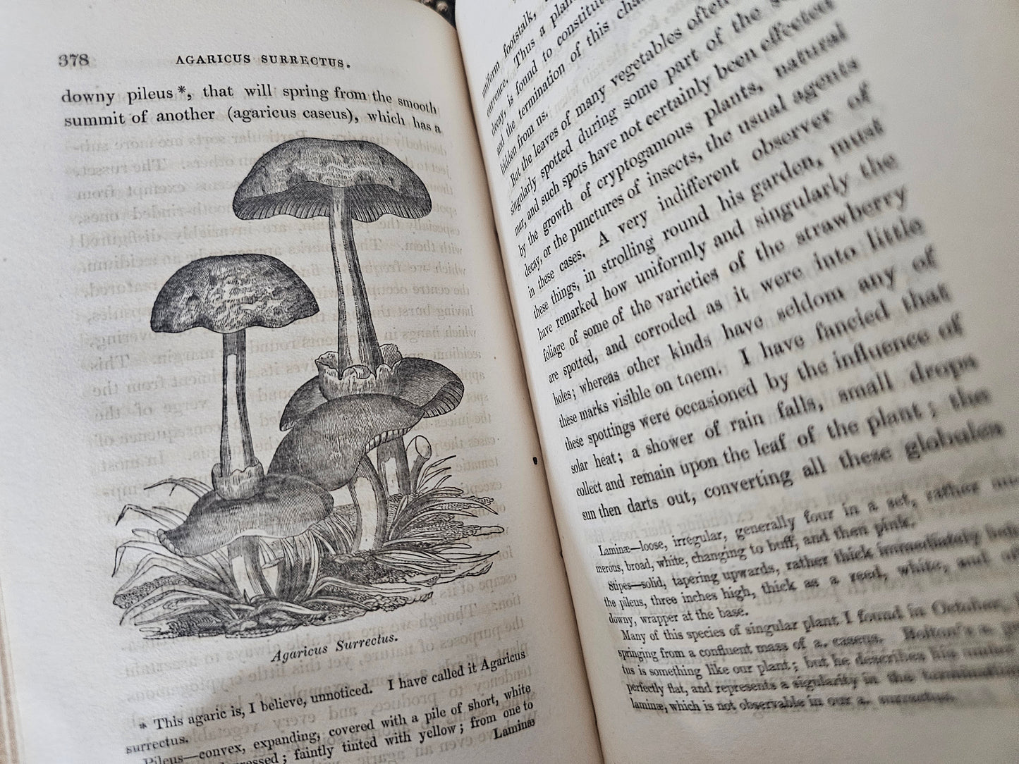 1829 The Journal of a Naturalist (Knapp) / John Murray, London Second Edition / Lovely Natural History Title / Illustrated / 195 Years Old