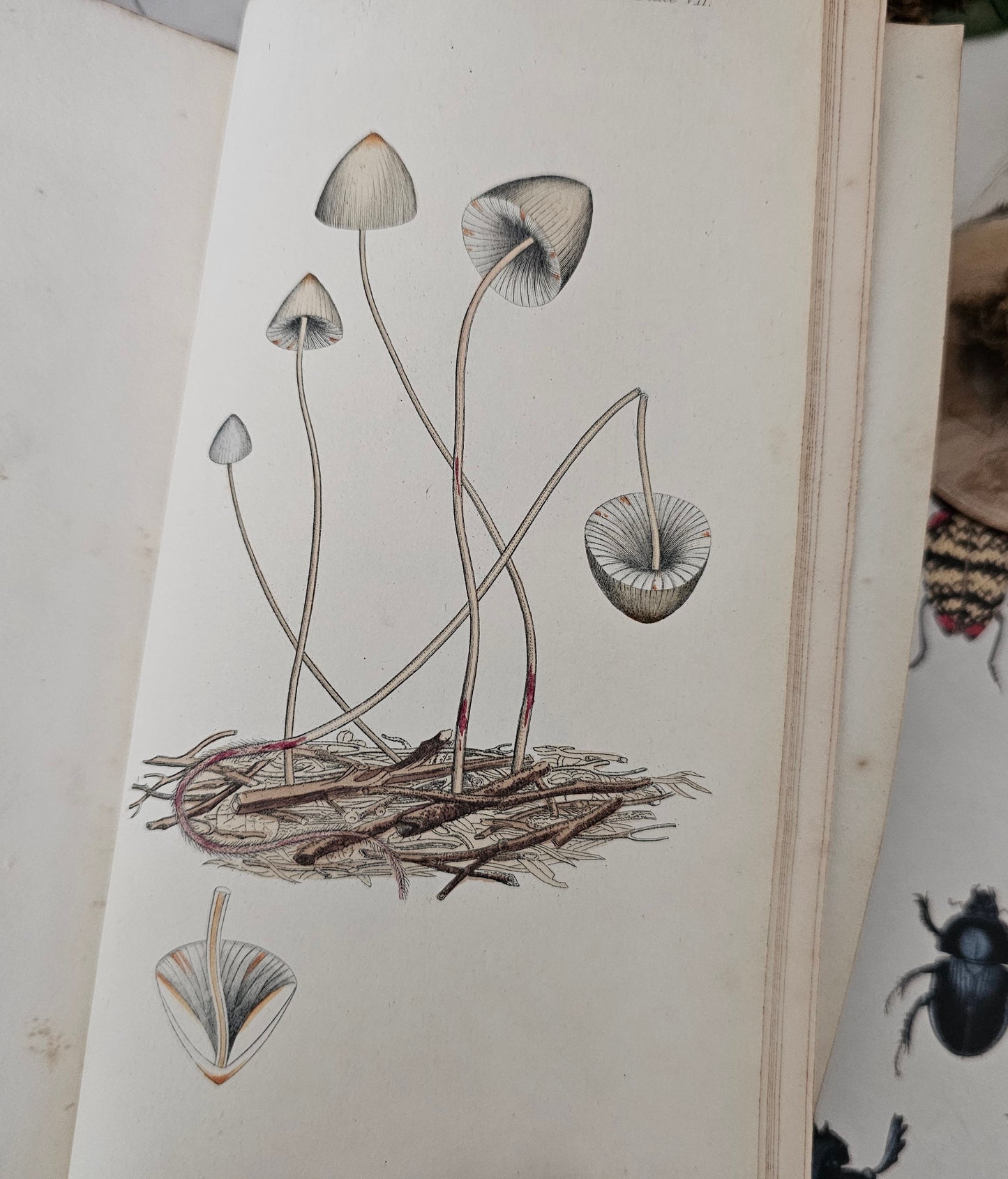 1829 The Journal of a Naturalist (Knapp) / John Murray, London Second Edition / Lovely Natural History Title / Illustrated / 195 Years Old