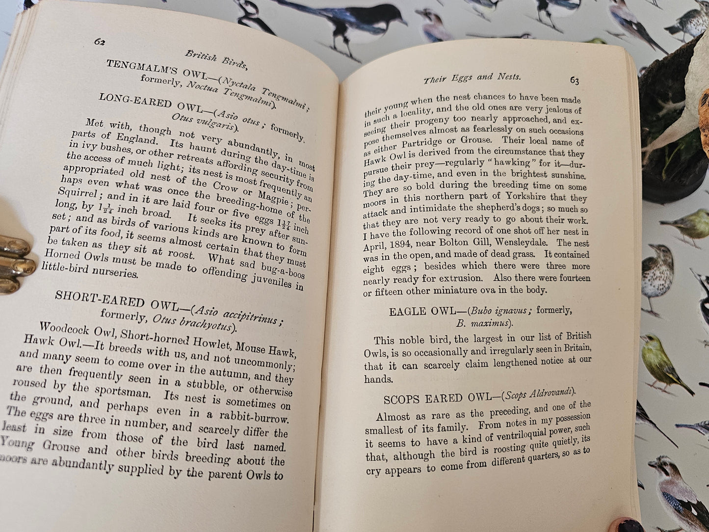 c1910 British Birds' Eggs and Nests by Rev. Canon Atkinson / George Routledge, London / 12 Colour Plates / Fold-Out Chart / Good Condition