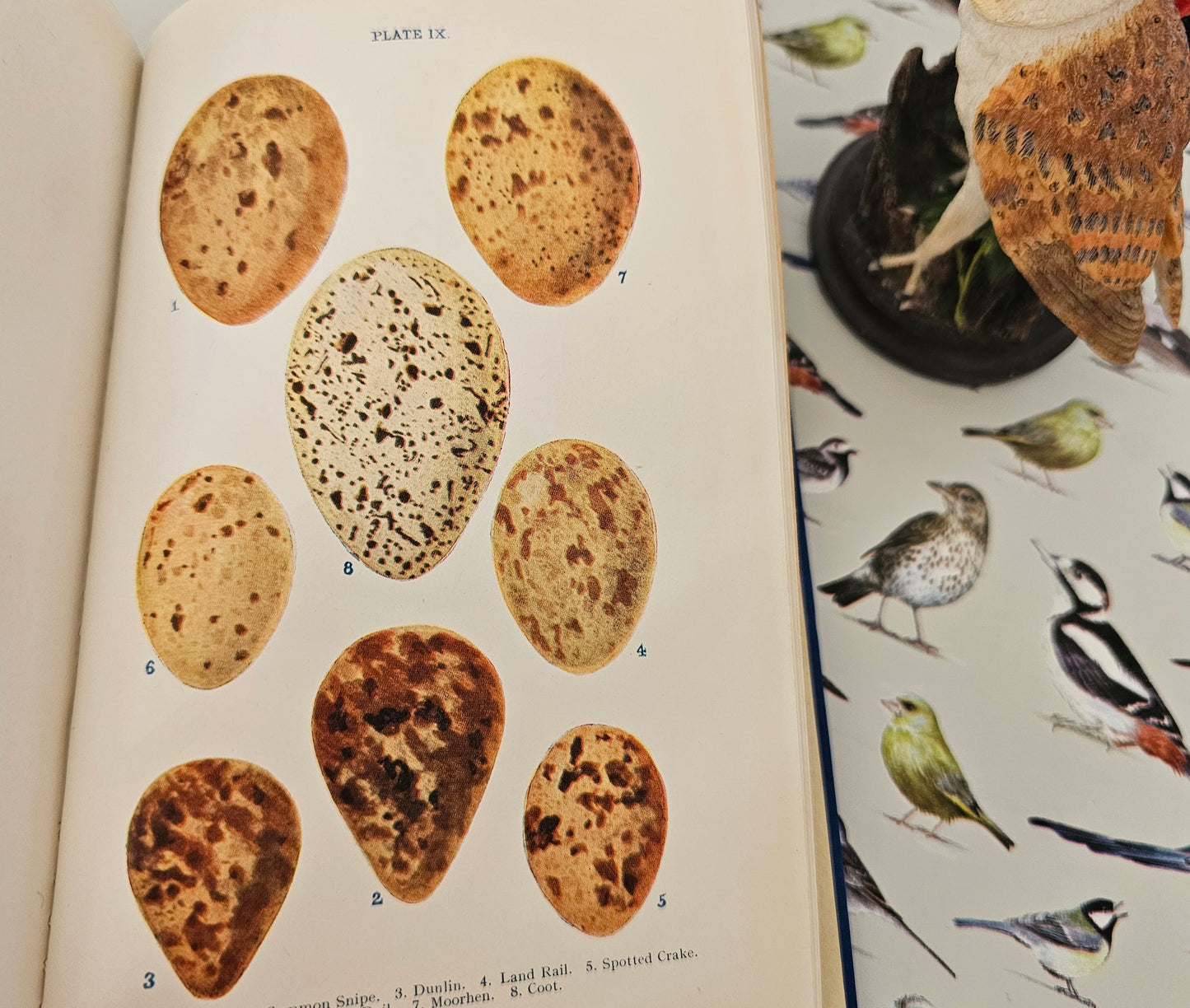 c1910 British Birds' Eggs and Nests by Rev. Canon Atkinson / George Routledge, London / 12 Colour Plates / Fold-Out Chart / Good Condition