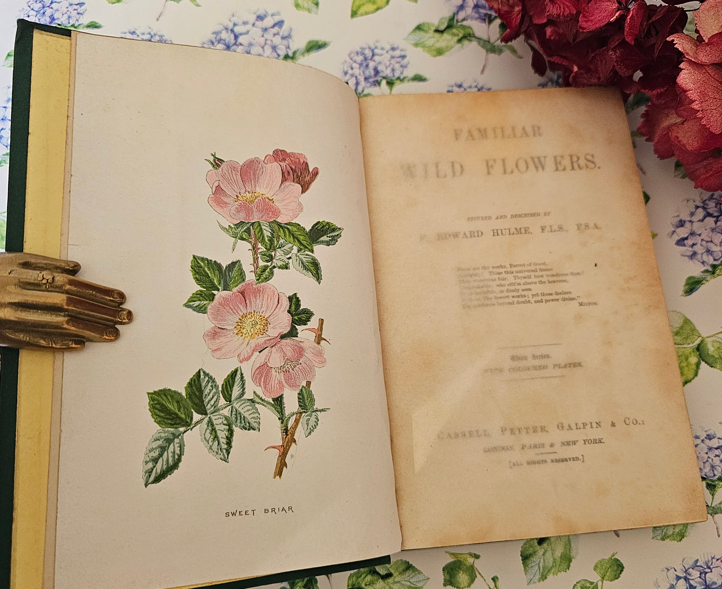 1883 Familiar Wild Flowers by Edward Hulme / Stunning Victorian Antique Book Third Series / Richly Colour Illustrated / Very Good Condition