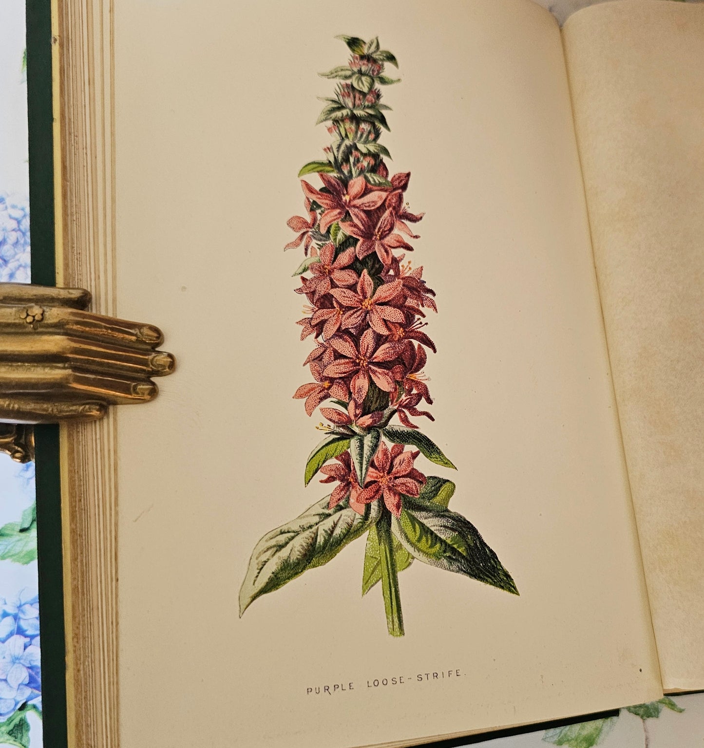 1883 Familiar Wild Flowers by Edward Hulme / Stunning Victorian Antique Book Third Series / Richly Colour Illustrated / Very Good Condition