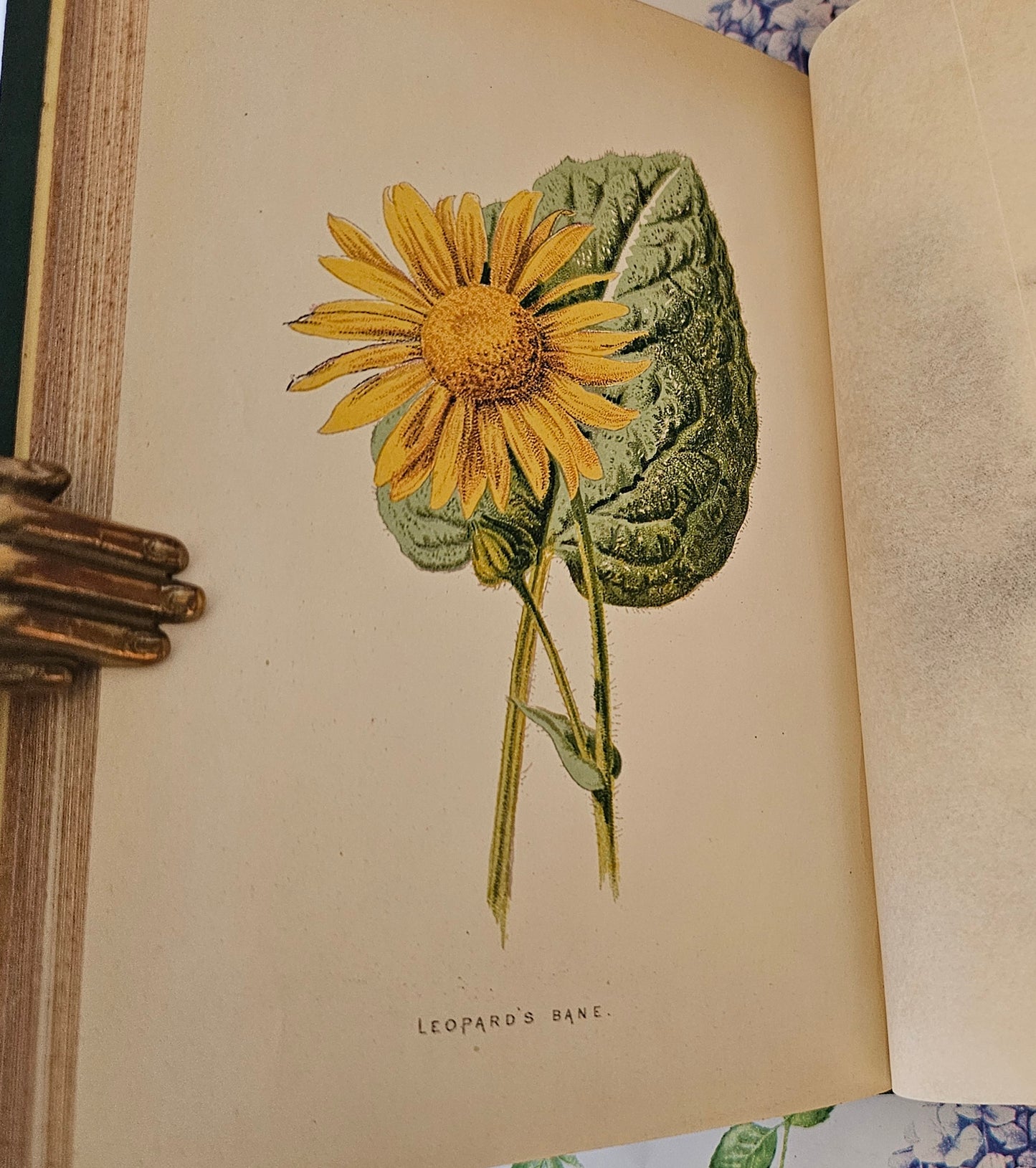 1883 Familiar Wild Flowers by Edward Hulme / Stunning Victorian Antique Book Third Series / Richly Colour Illustrated / Very Good Condition