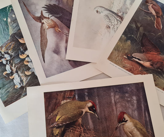 1930 Five British Bird Prints / Large Colourful Bird Paintings / Taken From a Broken Book / In Very Good Condition / Framing, Scrapbooking