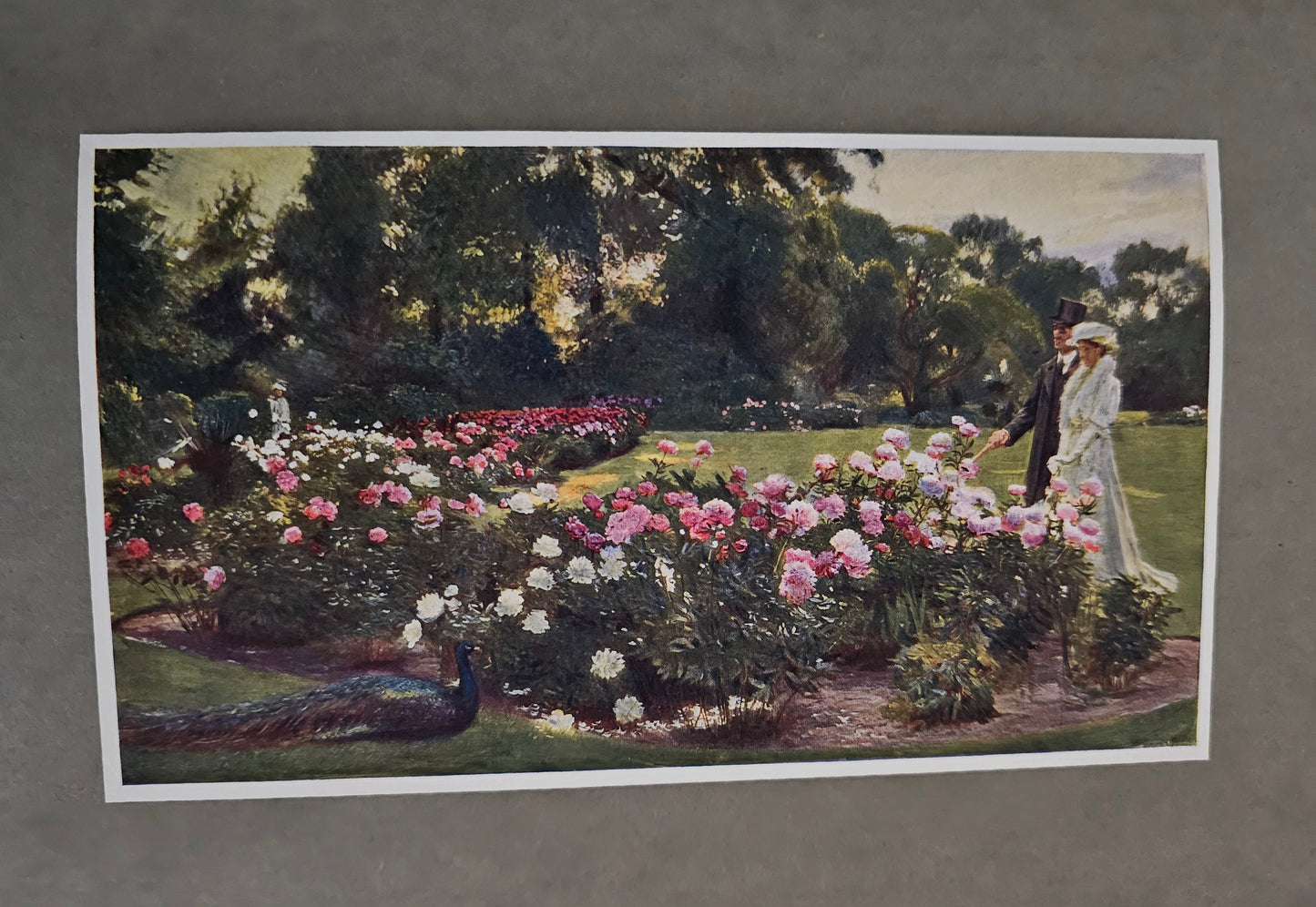 1908 The Royal Botanic Gardens, Kew by WJ Bean / Limited Edition / Cassell & Co., London / 20 Colour Plates and Many More in Black and White