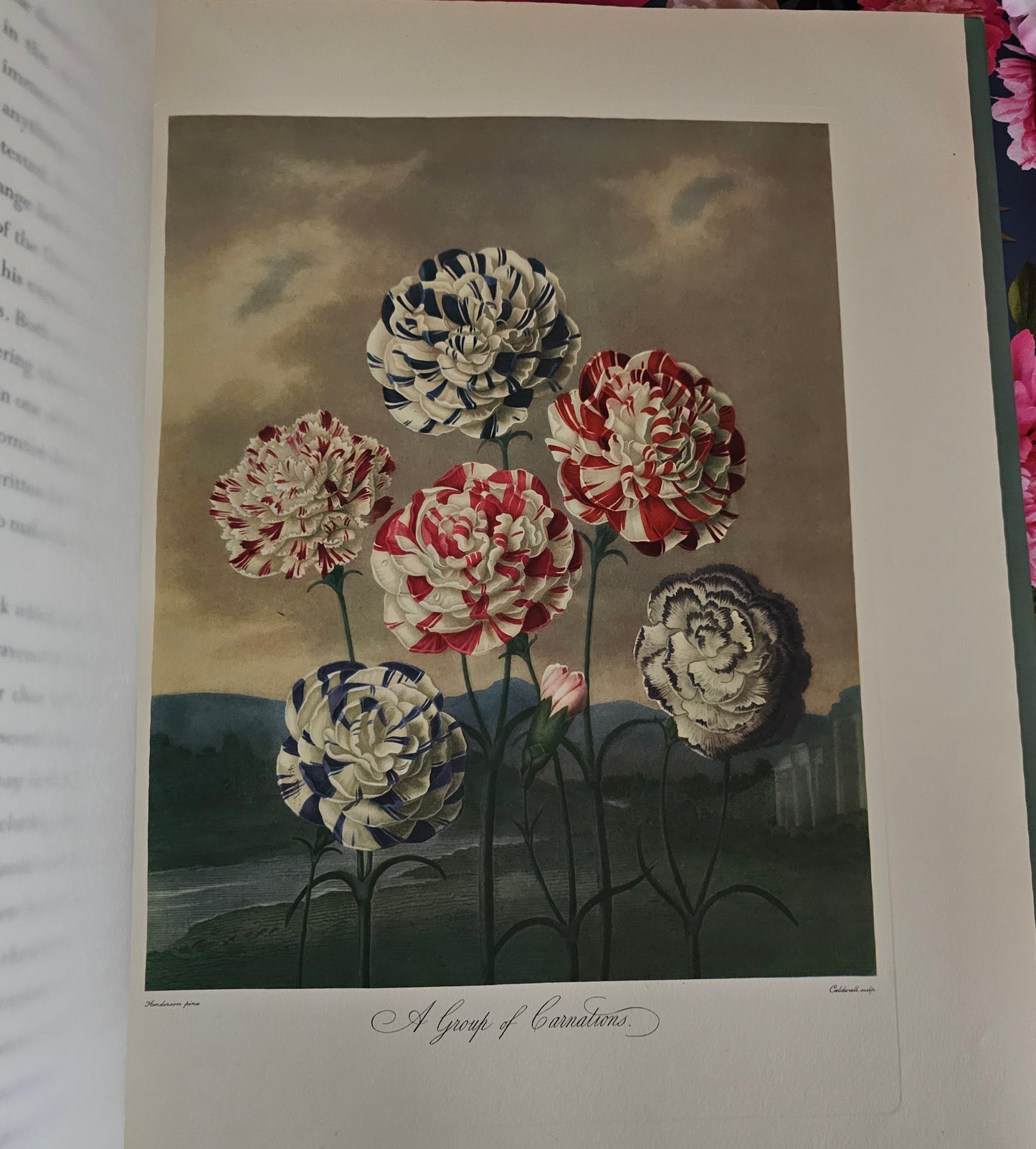 1951 Large Volume of Thornton's Temple of Flora / A Beautiful Reproduction of the Original With 12 Wonderful Colour Plates and 24 Collotype