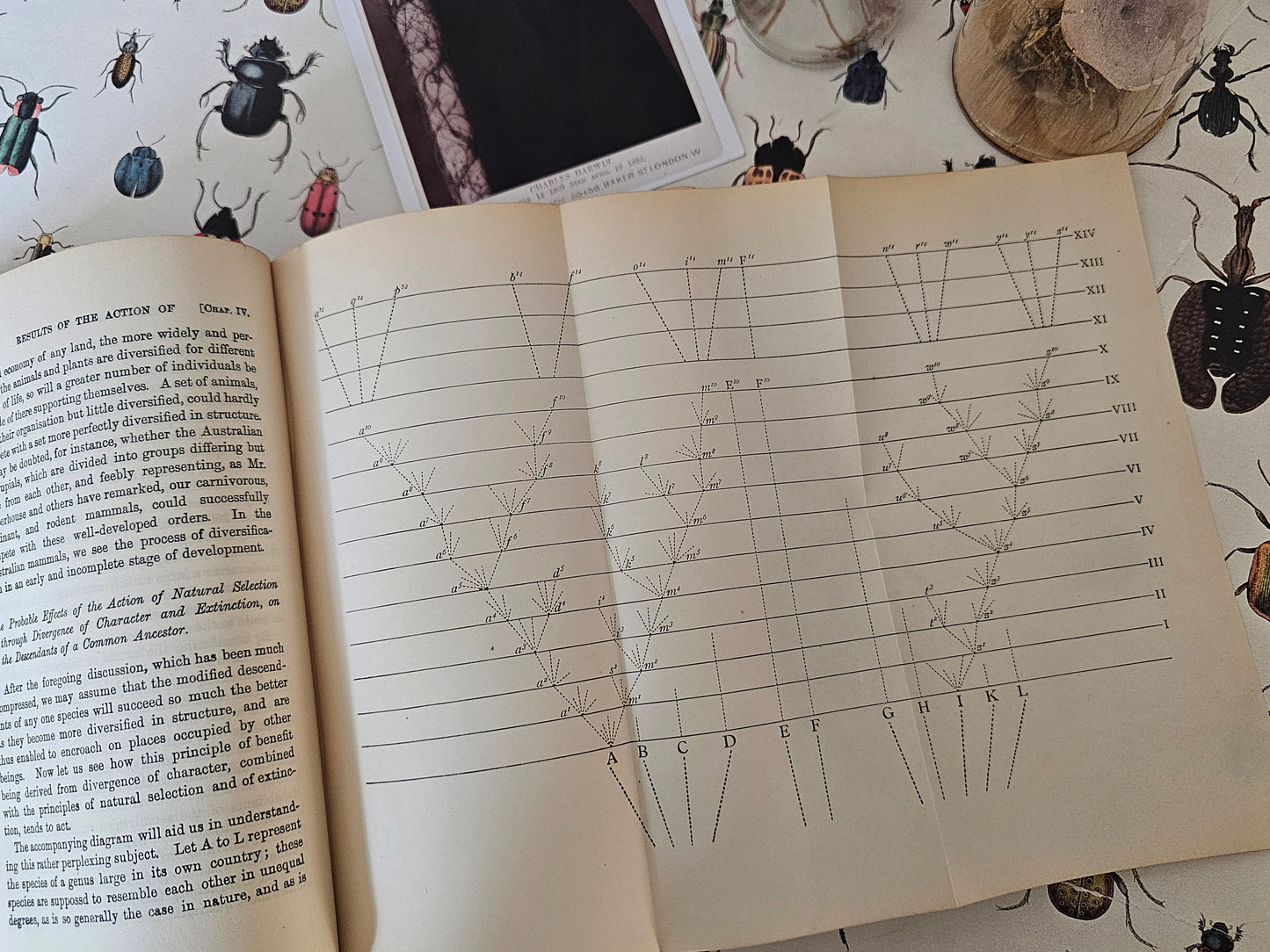 1901 The Origin of Species By Means of Natural Selection by Charles Darwin / John Murray, London / Antique Hardback Book / In Good Condition