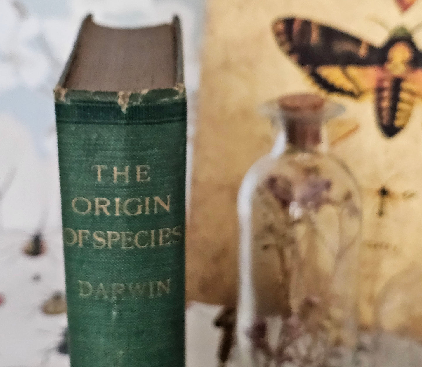 1901 The Origin of Species By Means of Natural Selection by Charles Darwin / John Murray, London / Antique Hardback Book / In Good Condition