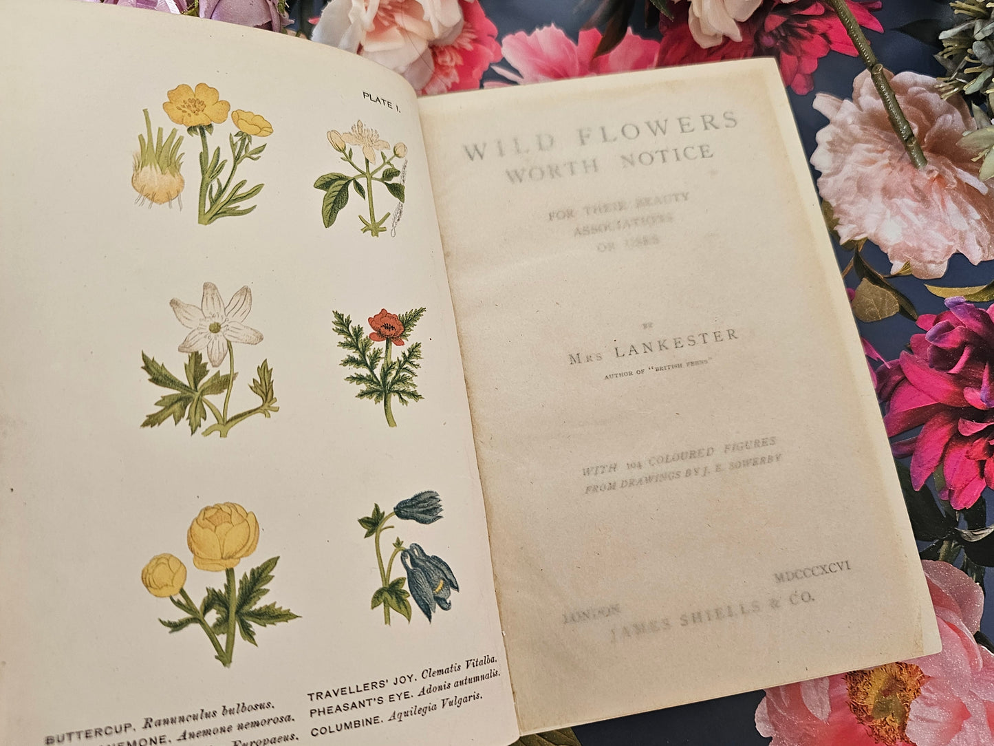 1896 Wild Flowers Worth Notice For Their Beauty, Uses and Associations by Mrs Lankester / 104 Flowers in 18 Colour Plates / Good Condition