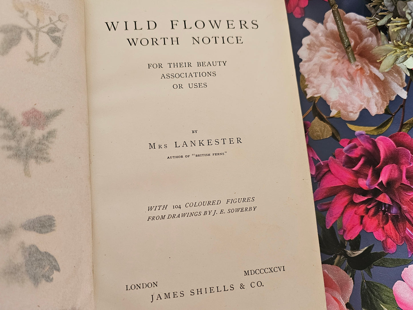 1896 Wild Flowers Worth Notice For Their Beauty, Uses and Associations by Mrs Lankester / 104 Flowers in 18 Colour Plates / Good Condition