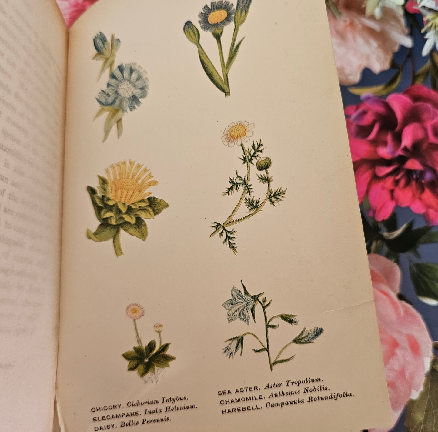 1896 Wild Flowers Worth Notice For Their Beauty, Uses and Associations by Mrs Lankester / 104 Flowers in 18 Colour Plates / Good Condition