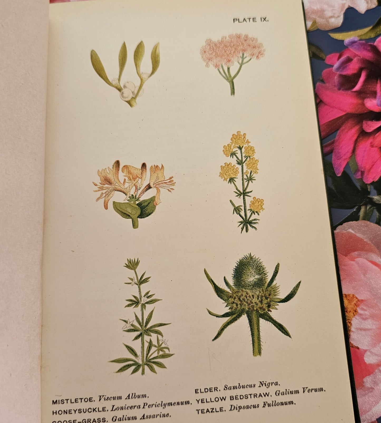 1896 Wild Flowers Worth Notice For Their Beauty, Uses and Associations by Mrs Lankester / 104 Flowers in 18 Colour Plates / Good Condition