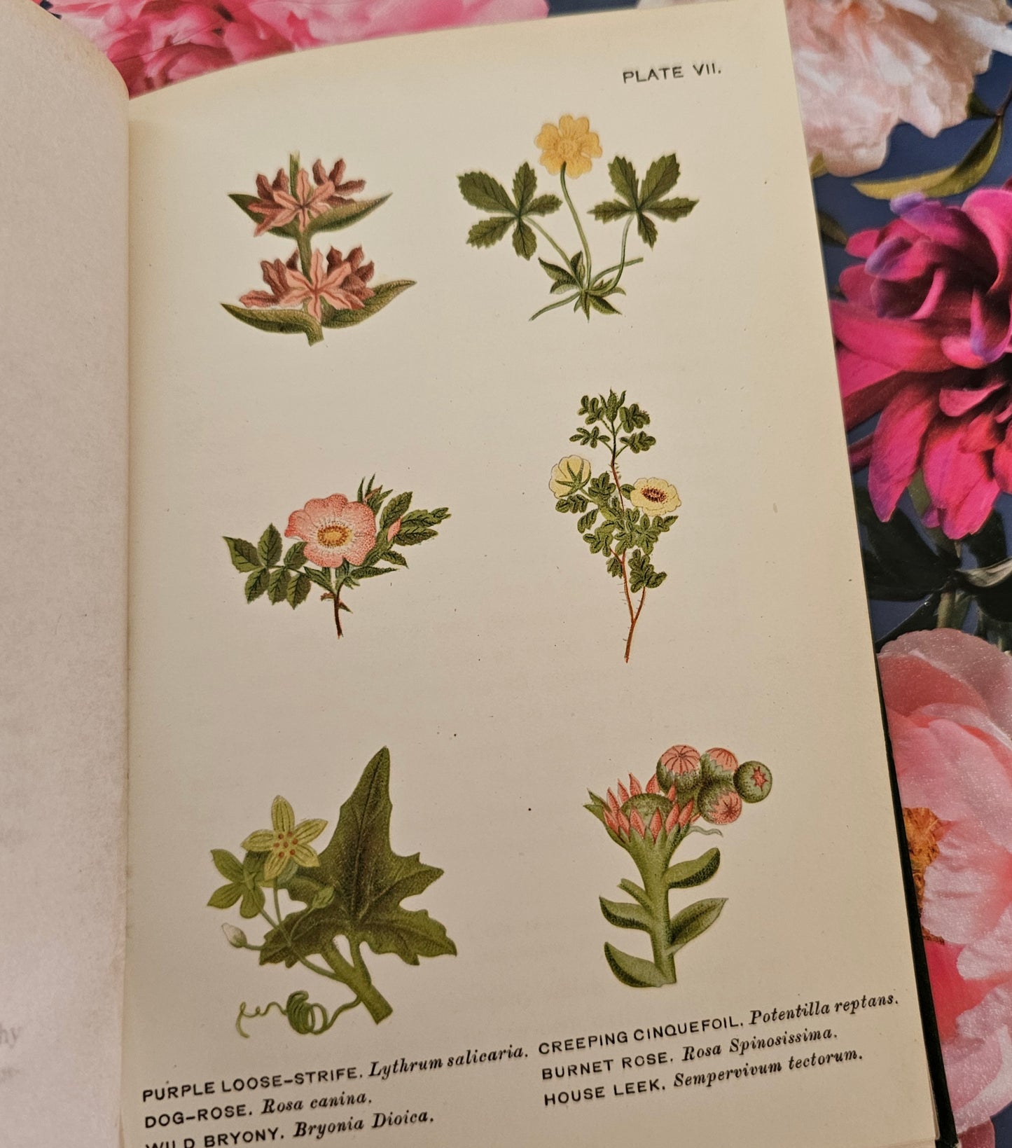 1896 Wild Flowers Worth Notice For Their Beauty, Uses and Associations by Mrs Lankester / 104 Flowers in 18 Colour Plates / Good Condition