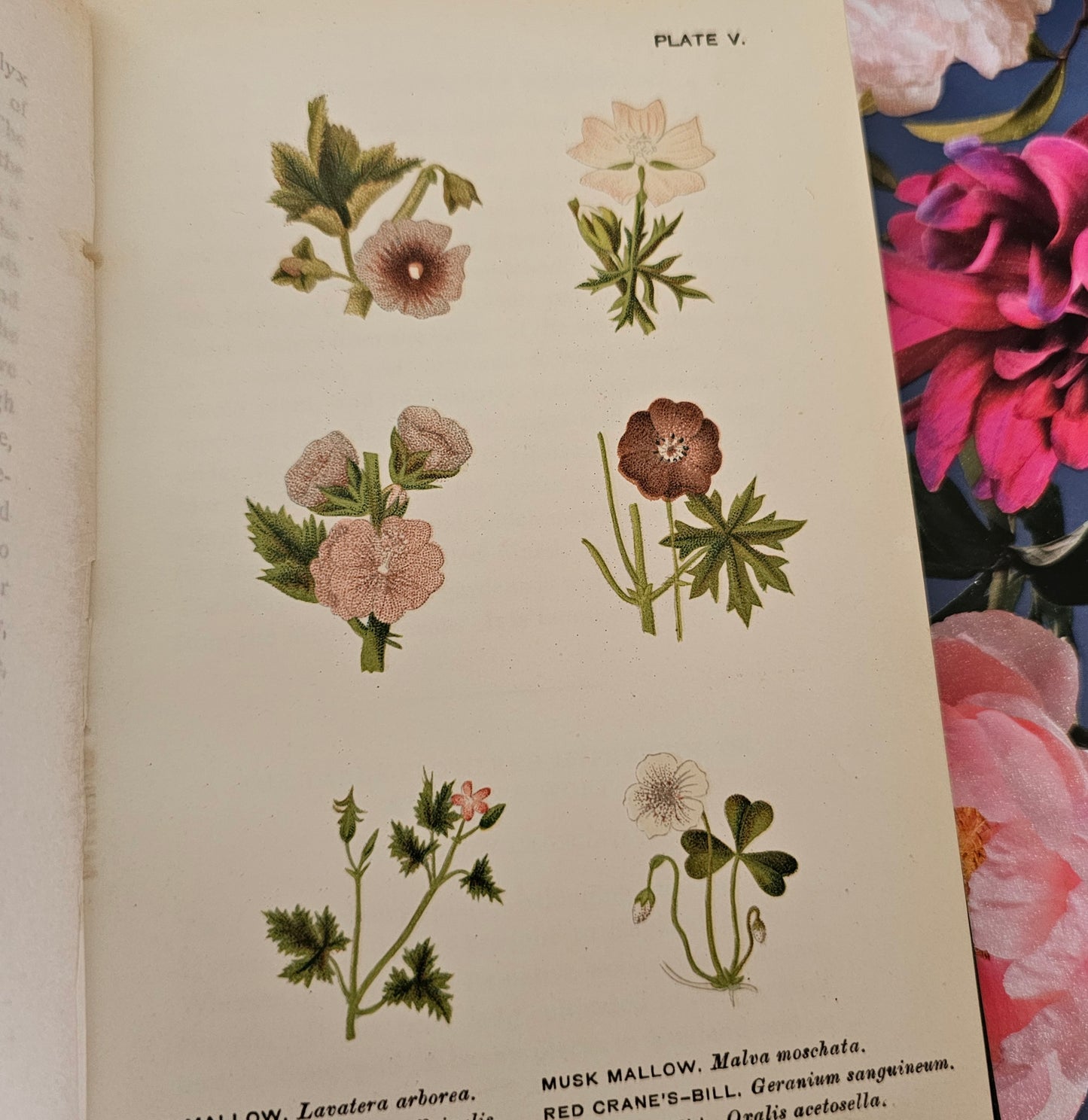 1896 Wild Flowers Worth Notice For Their Beauty, Uses and Associations by Mrs Lankester / 104 Flowers in 18 Colour Plates / Good Condition