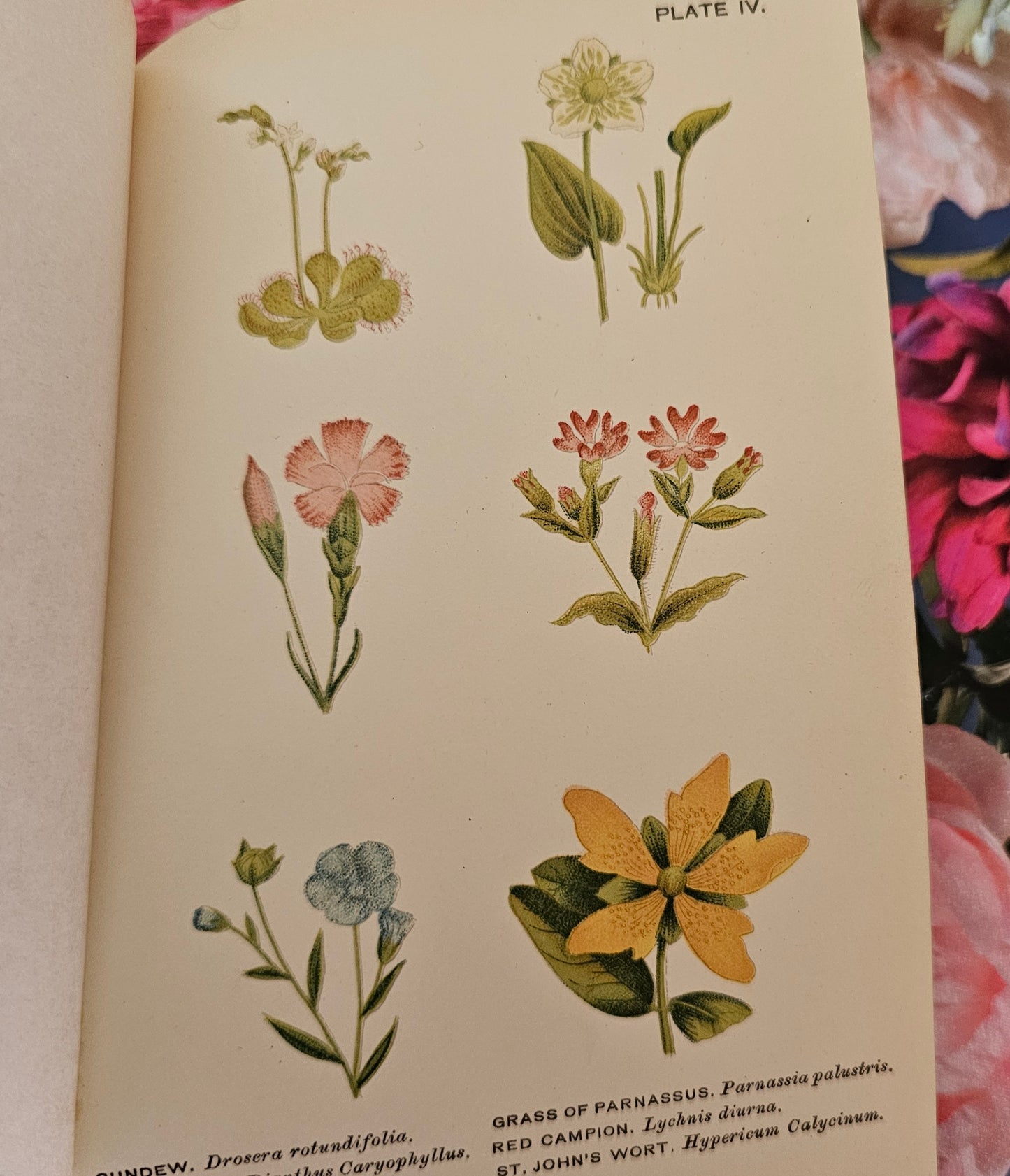 1896 Wild Flowers Worth Notice For Their Beauty, Uses and Associations by Mrs Lankester / 104 Flowers in 18 Colour Plates / Good Condition