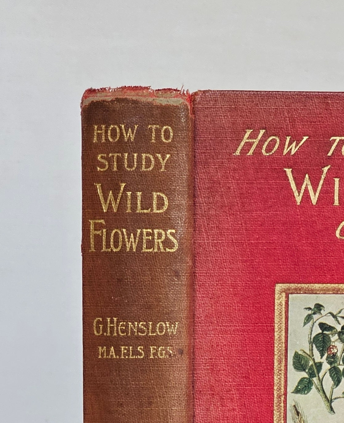 1907, How To Study Wild Flowers by G Henslow / Richly Illustrated With 12 Double-Paged Colour Plates & 57 Drawings / Botanical Art