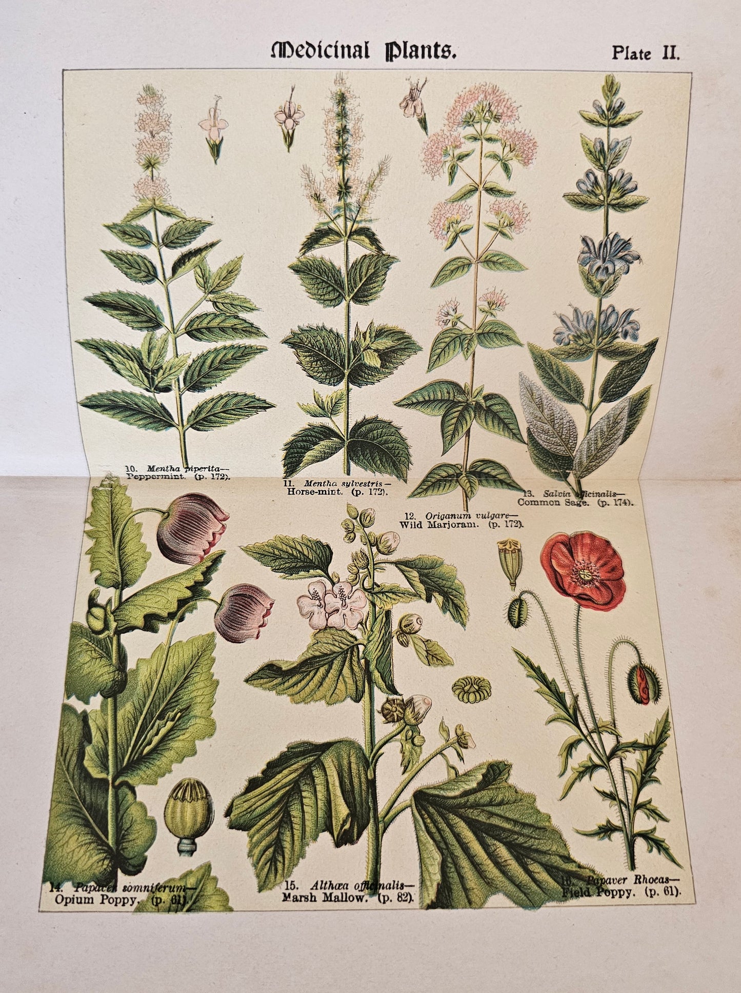 1907, How To Study Wild Flowers by G Henslow / Richly Illustrated With 12 Double-Paged Colour Plates & 57 Drawings / Botanical Art