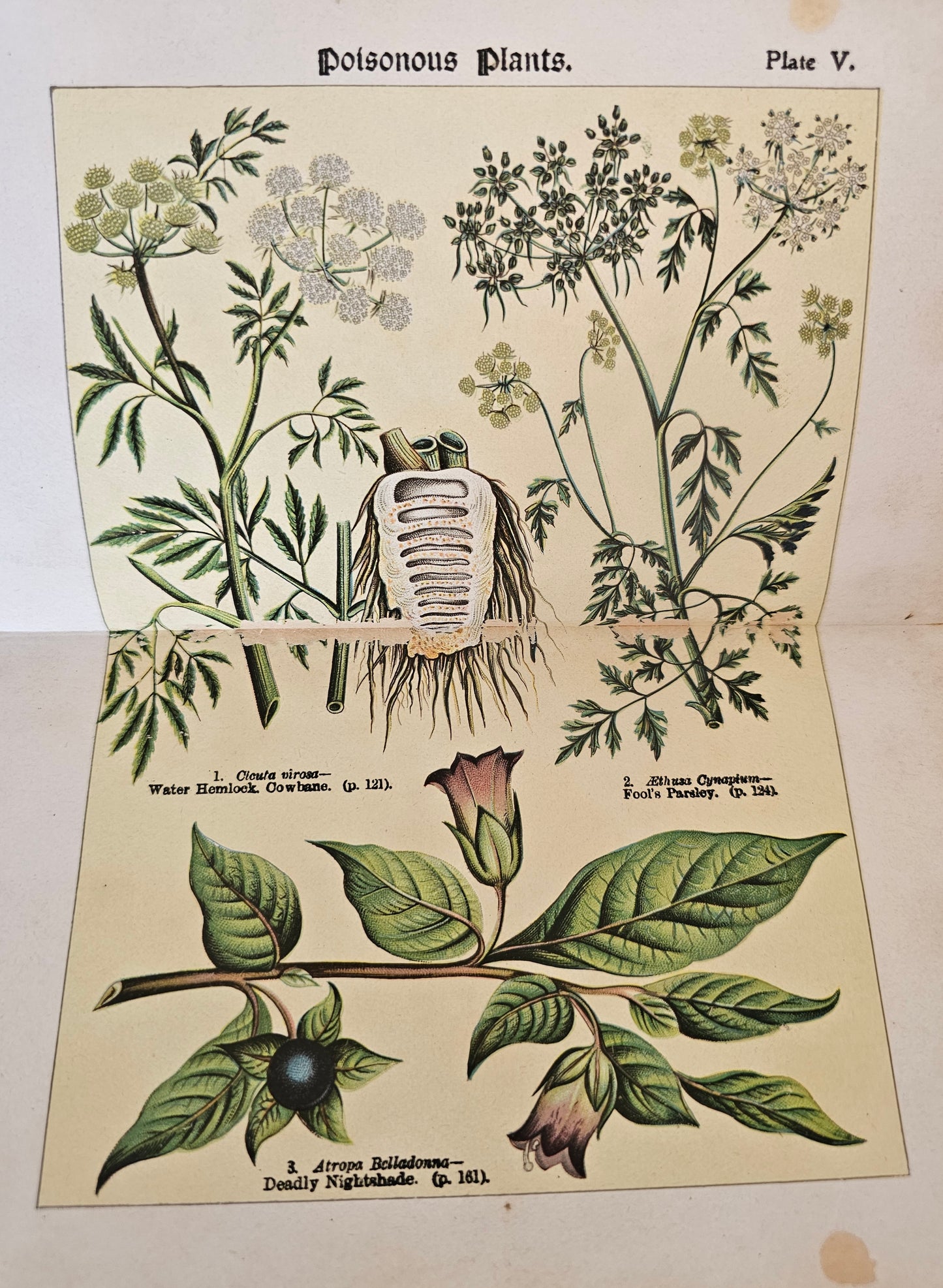 1907, How To Study Wild Flowers by G Henslow / Richly Illustrated With 12 Double-Paged Colour Plates & 57 Drawings / Botanical Art