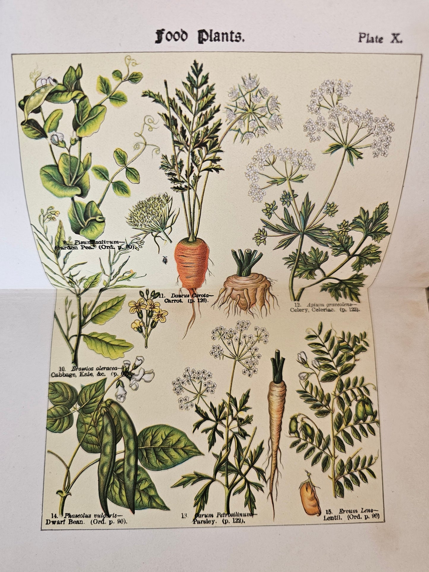 1907, How To Study Wild Flowers by G Henslow / Richly Illustrated With 12 Double-Paged Colour Plates & 57 Drawings / Botanical Art