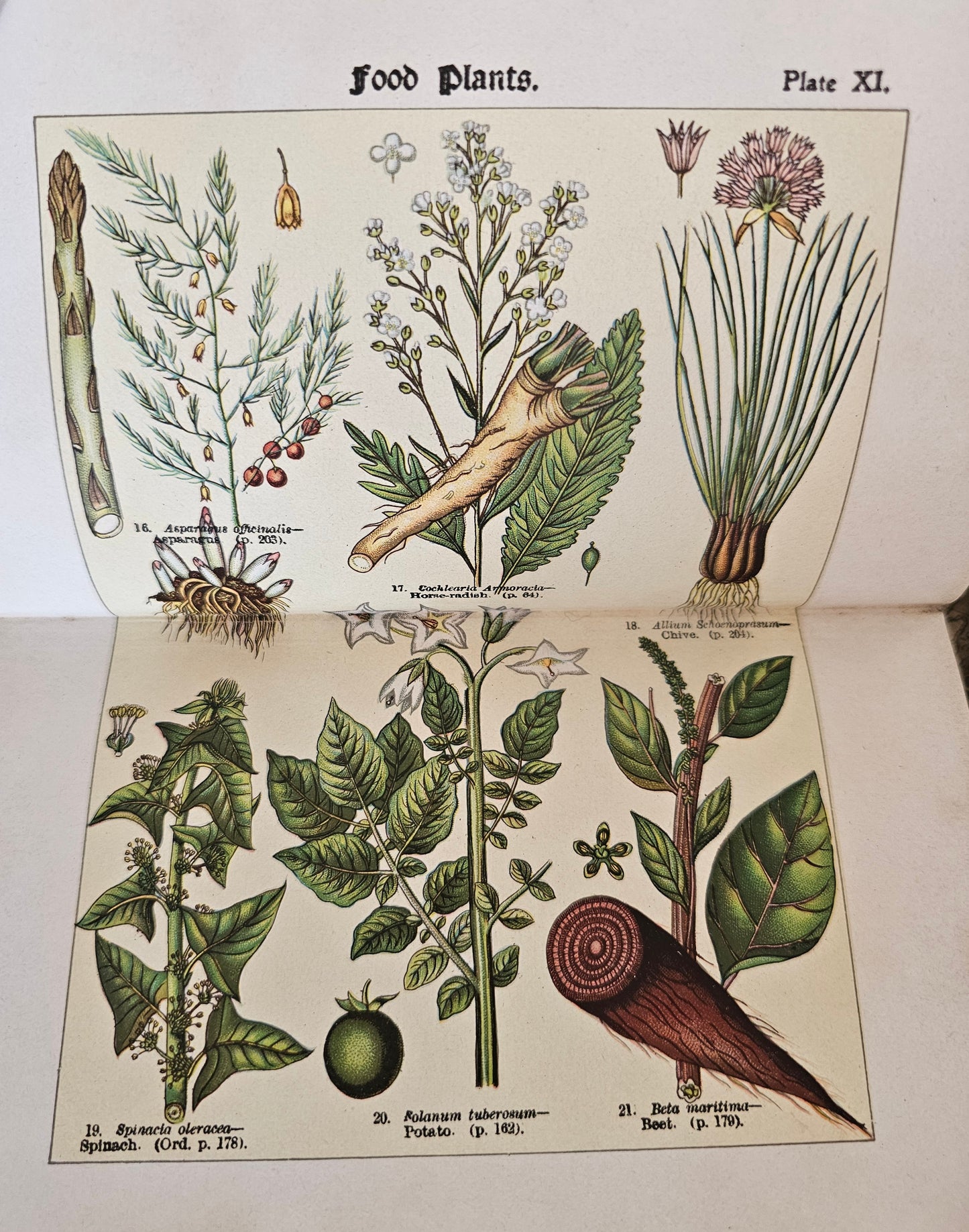 1907, How To Study Wild Flowers by G Henslow / Richly Illustrated With 12 Double-Paged Colour Plates & 57 Drawings / Botanical Art