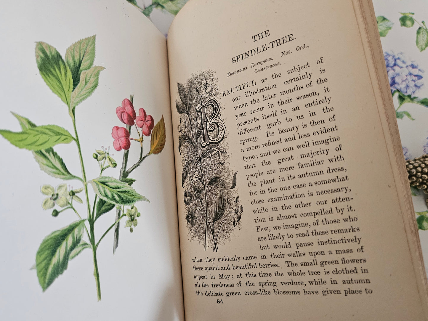 1883 Familiar Wild Flowers by Edward Hulme / Stunning Victorian Antique Book Fifth Series / Richly Colour Illustrated / In Good Condition