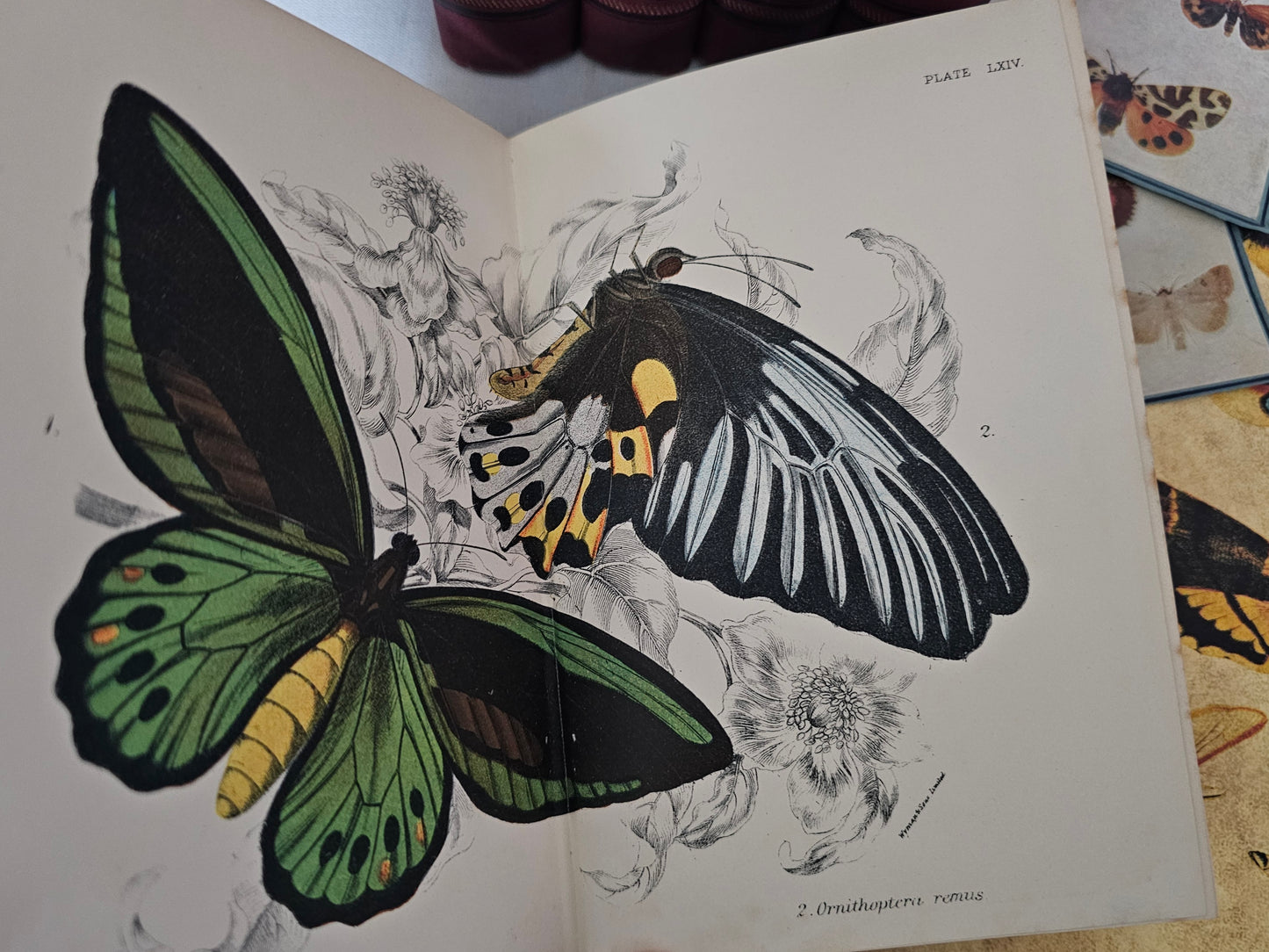 1896 Butterflies and Moths Lloyd's Natural History in Five Volumes / Handbook To The Order of Lepidoptera / 158 Beautiful Colour Plates