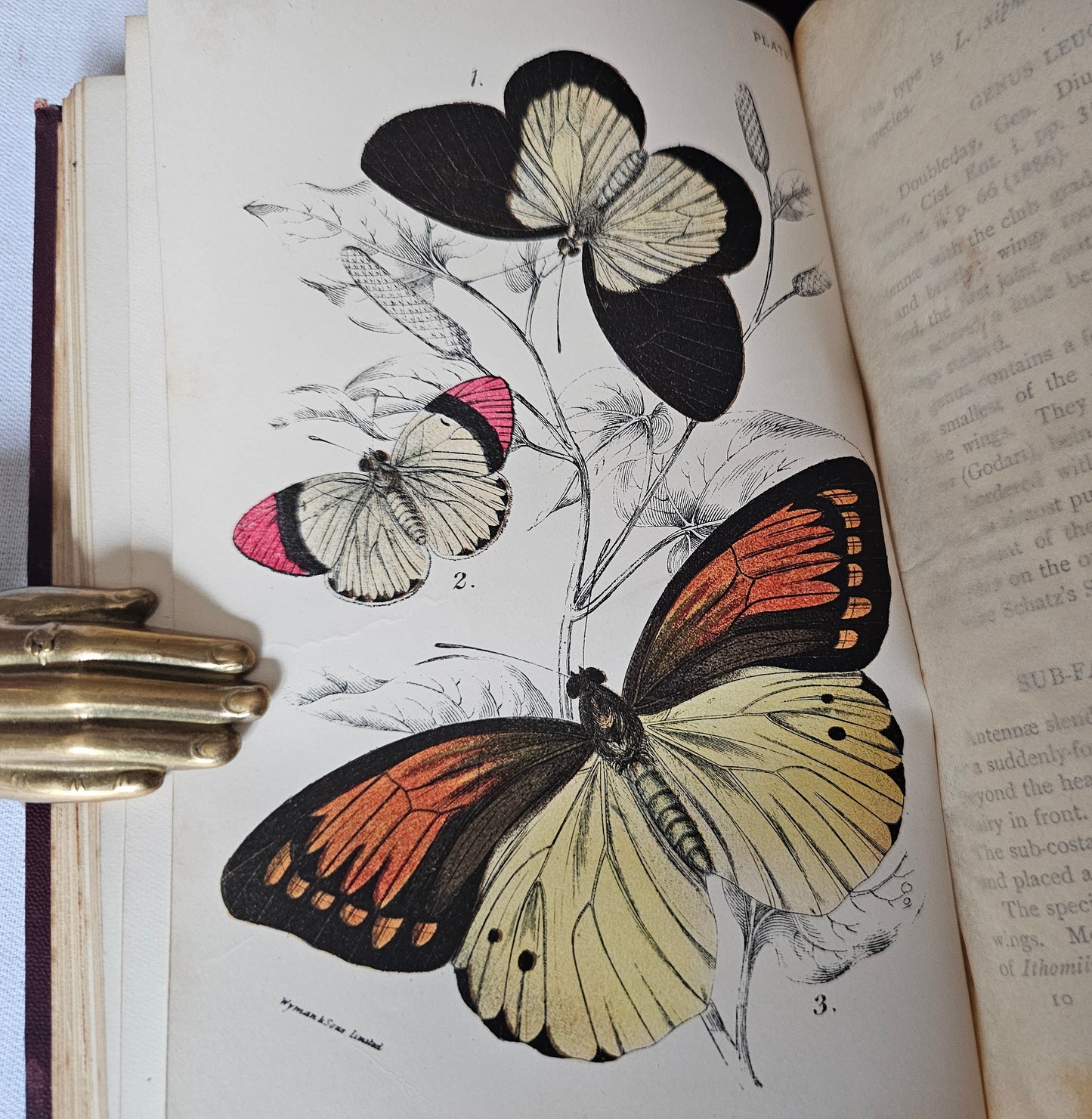 1896 Butterflies and Moths Lloyd's Natural History in Five Volumes / Handbook To The Order of Lepidoptera / 158 Beautiful Colour Plates