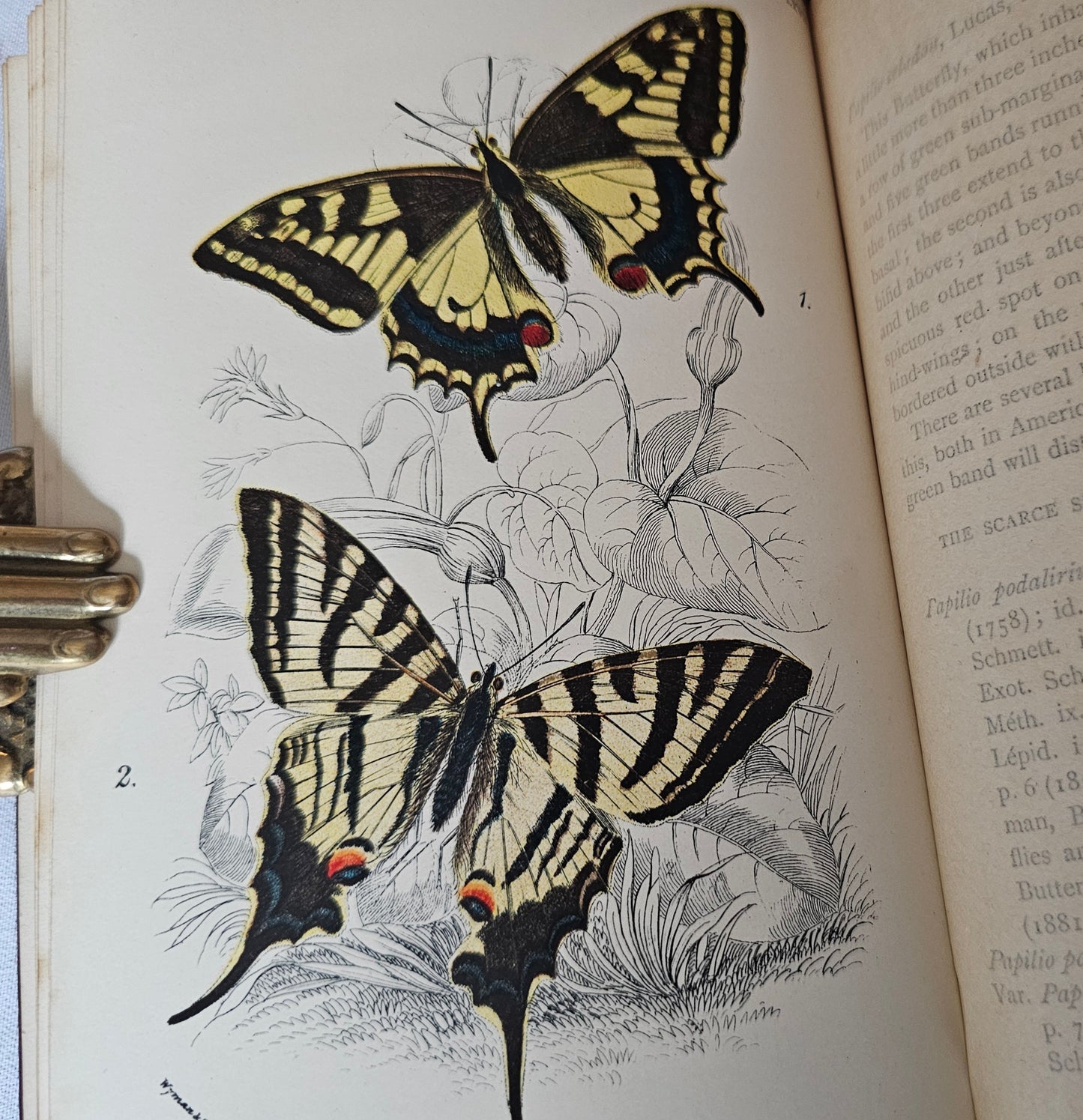 1896 Butterflies and Moths Lloyd's Natural History in Five Volumes / Handbook To The Order of Lepidoptera / 158 Beautiful Colour Plates