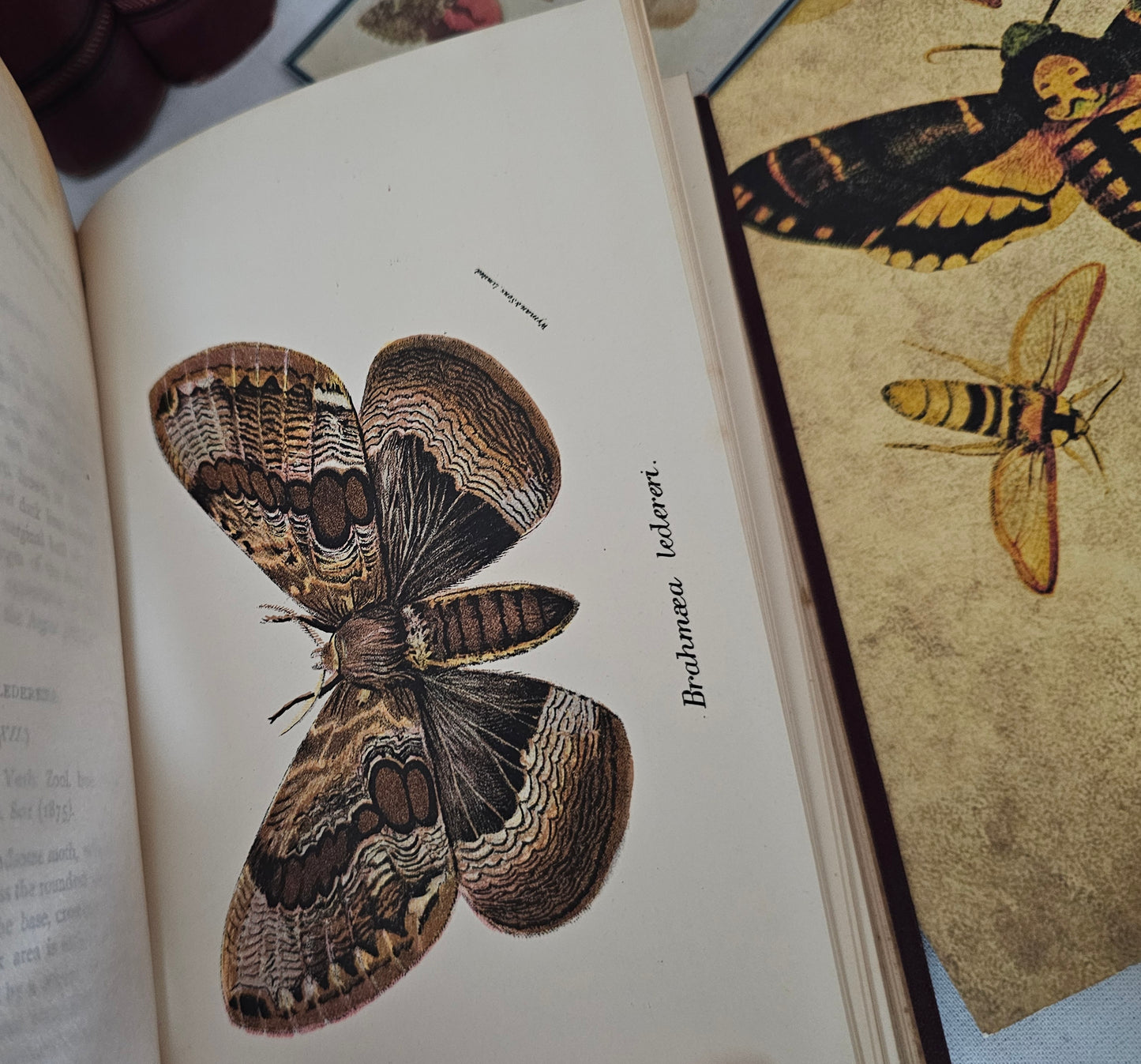 1896 Butterflies and Moths Lloyd's Natural History in Five Volumes / Handbook To The Order of Lepidoptera / 158 Beautiful Colour Plates