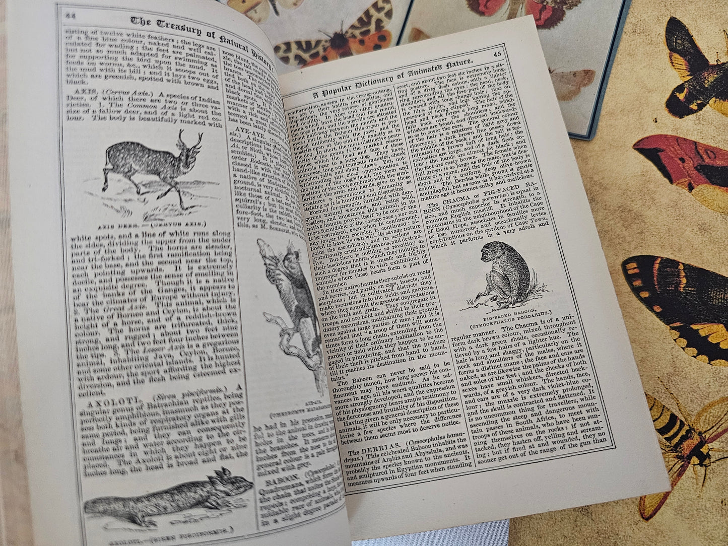 1862 Treasury of Natural History or A Popular Dictionary of Zoology by Samuel Maunder / Illustrated / Fine Leather Binding / Good Condition