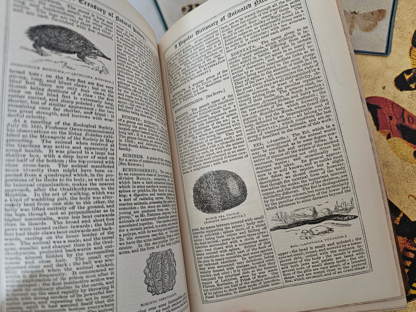 1862 Treasury of Natural History or A Popular Dictionary of Zoology by Samuel Maunder / Illustrated / Fine Leather Binding / Good Condition