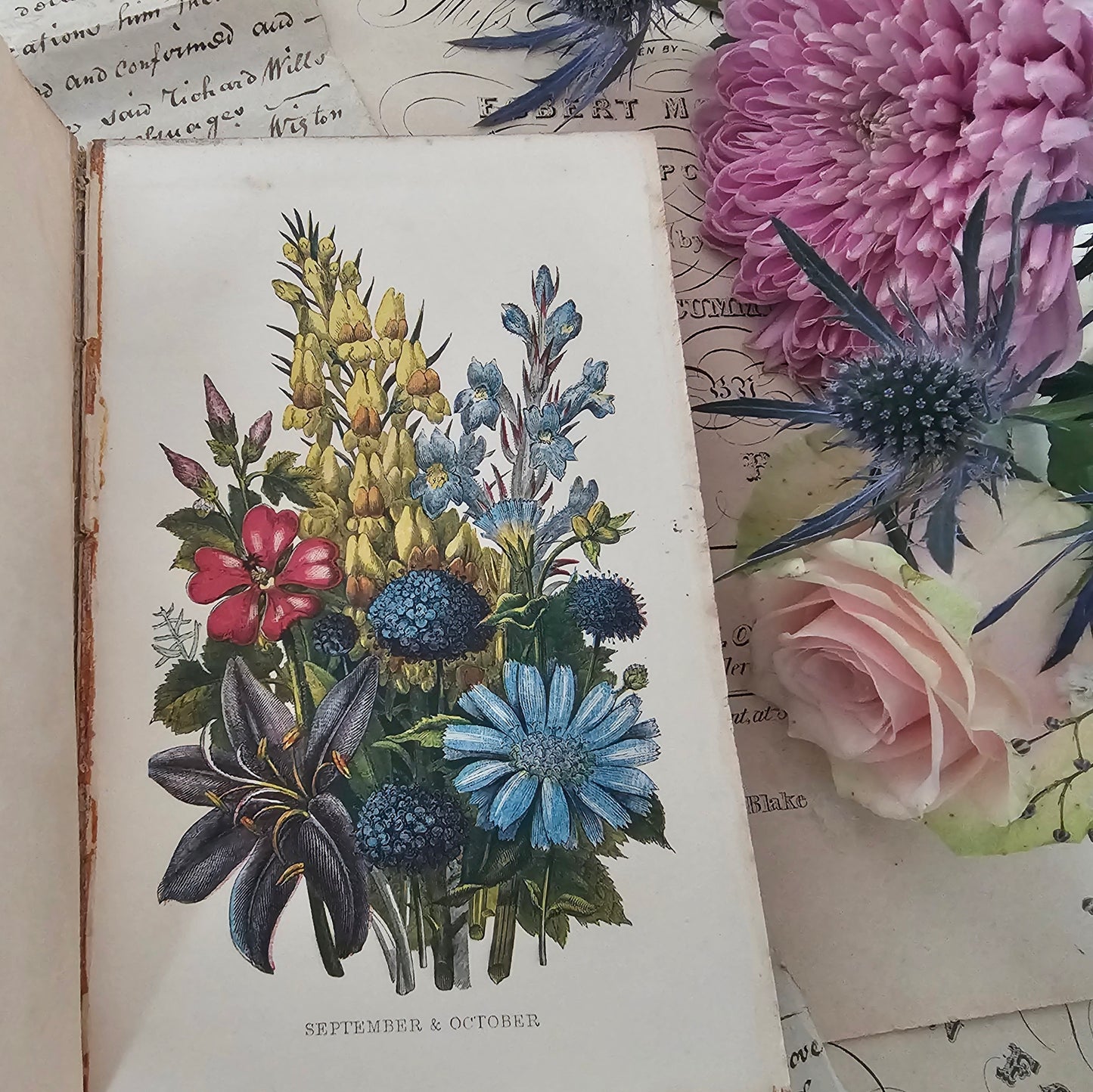 1857 Wanderings Among the Wild Flowers - How to See and How to Gather Them / Routledge & Co., London / 8 Colour Plates / Lovely Antique Book