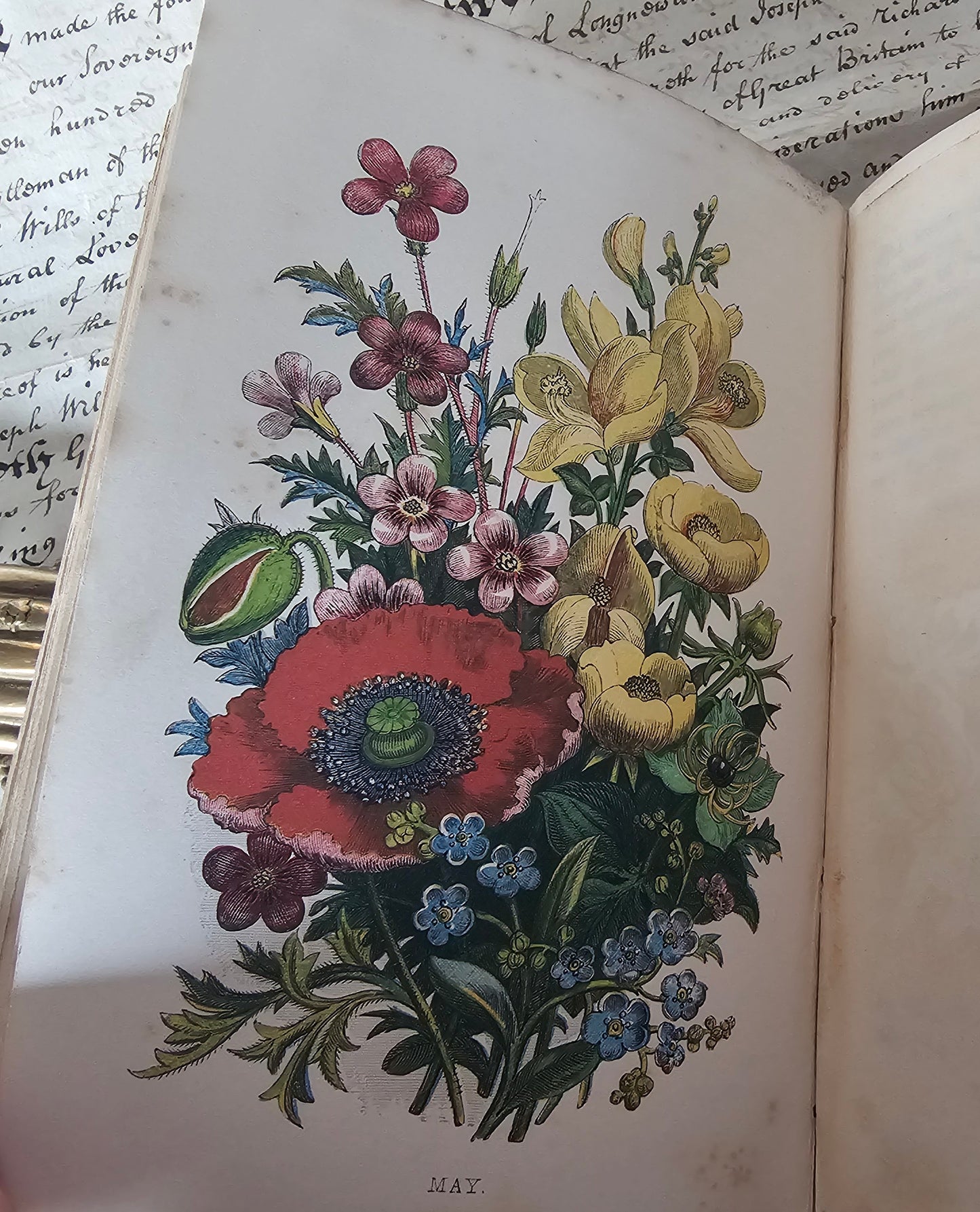 1857 Wanderings Among the Wild Flowers - How to See and How to Gather Them / Routledge & Co., London / 8 Colour Plates / Lovely Antique Book