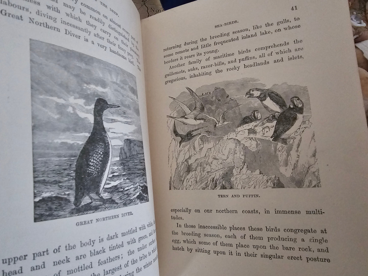 1890s Half Hours in the Deep - The Nature and Wealth of the Sea / James Nisbet & Co., London / Richly Illustrated / Gilt Edged Pages