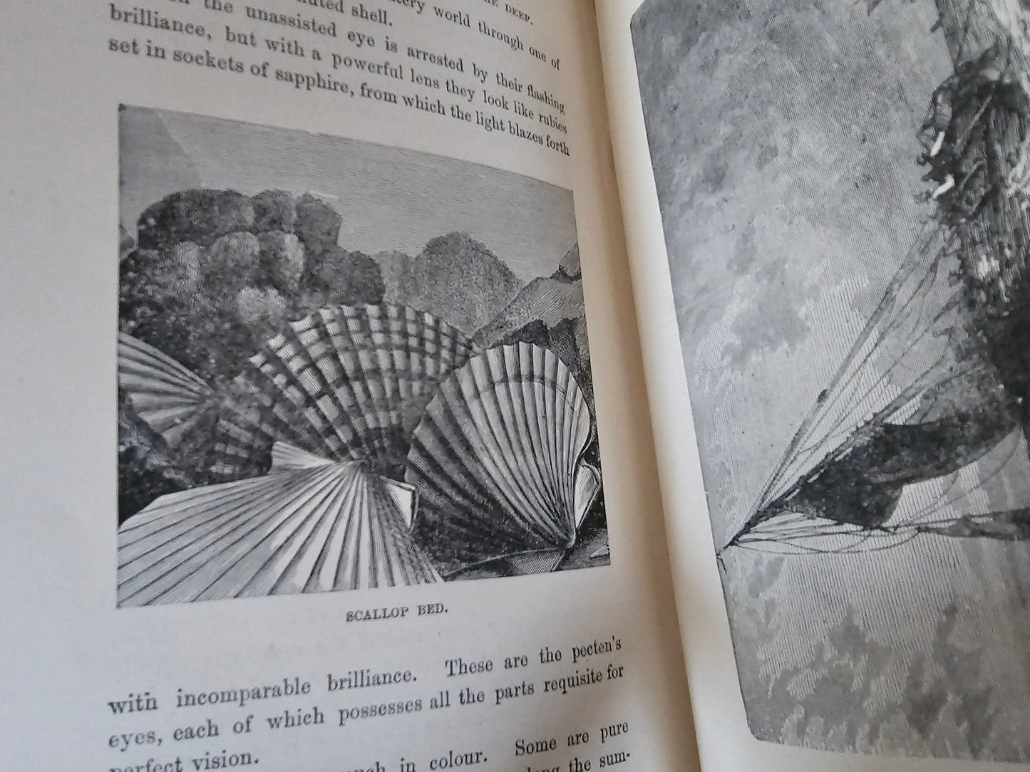 1890s Half Hours in the Deep - The Nature and Wealth of the Sea / James Nisbet & Co., London / Richly Illustrated / Gilt Edged Pages